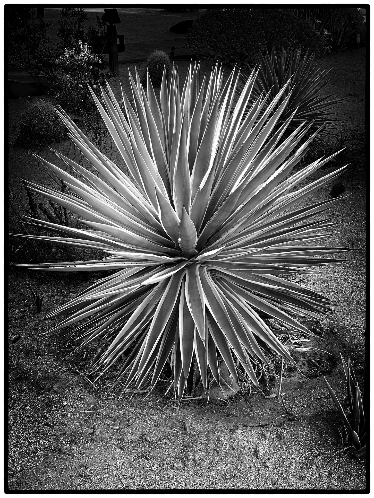  desert cactus