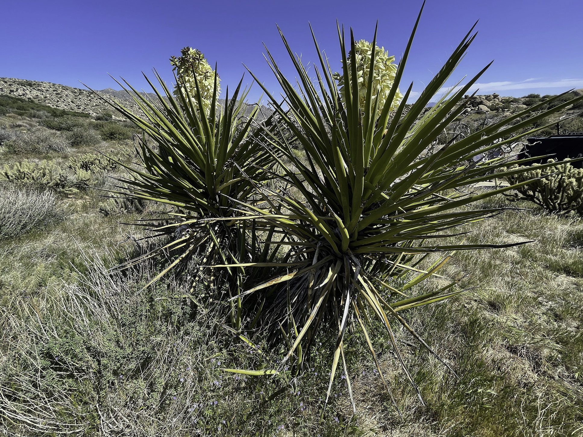 Unknown desert plant 2