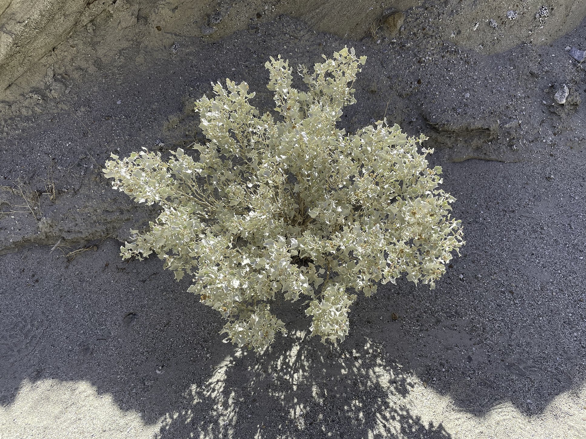 Unknown desert plant