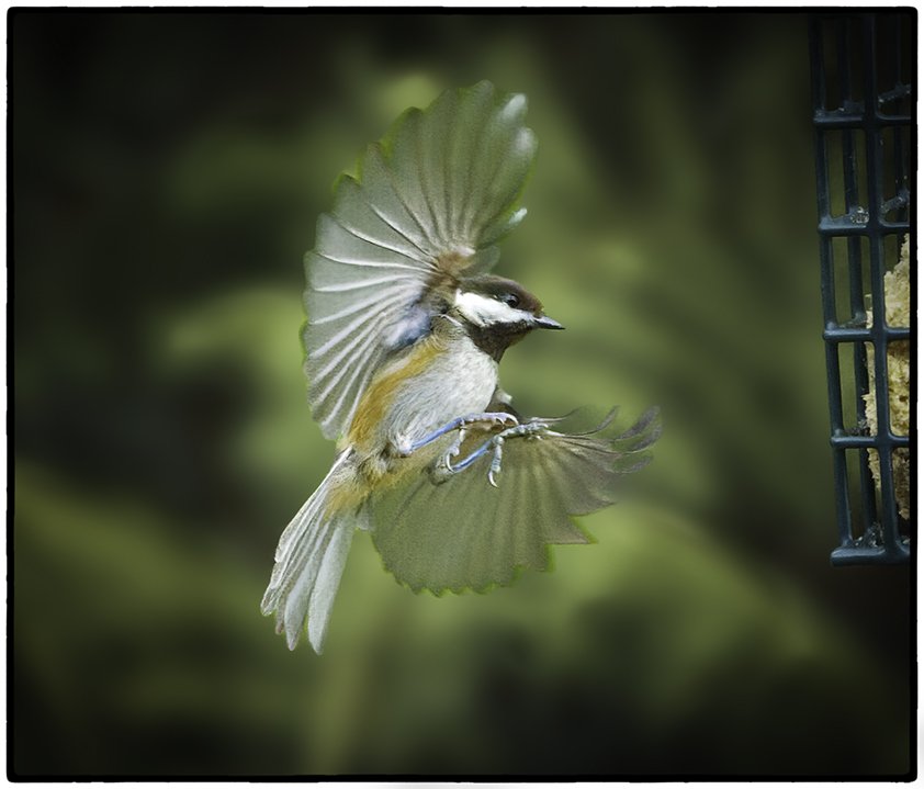 Chestnut-backed Chickadee