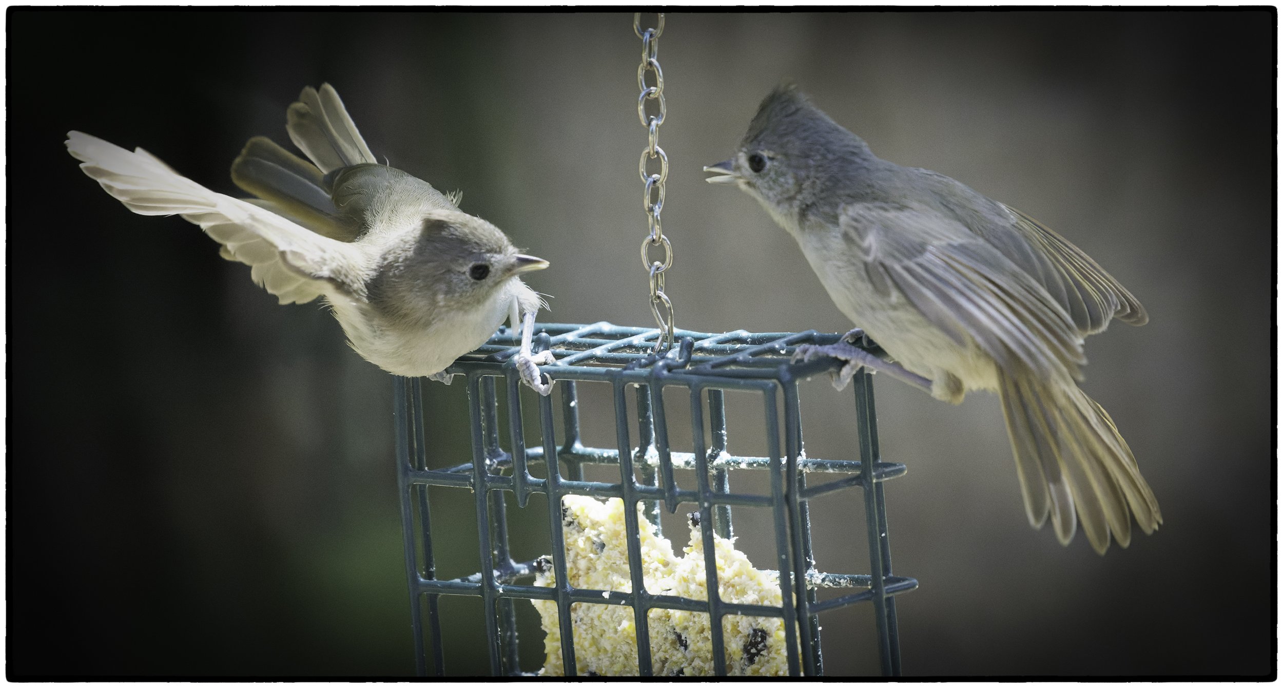 Oak Titmouse