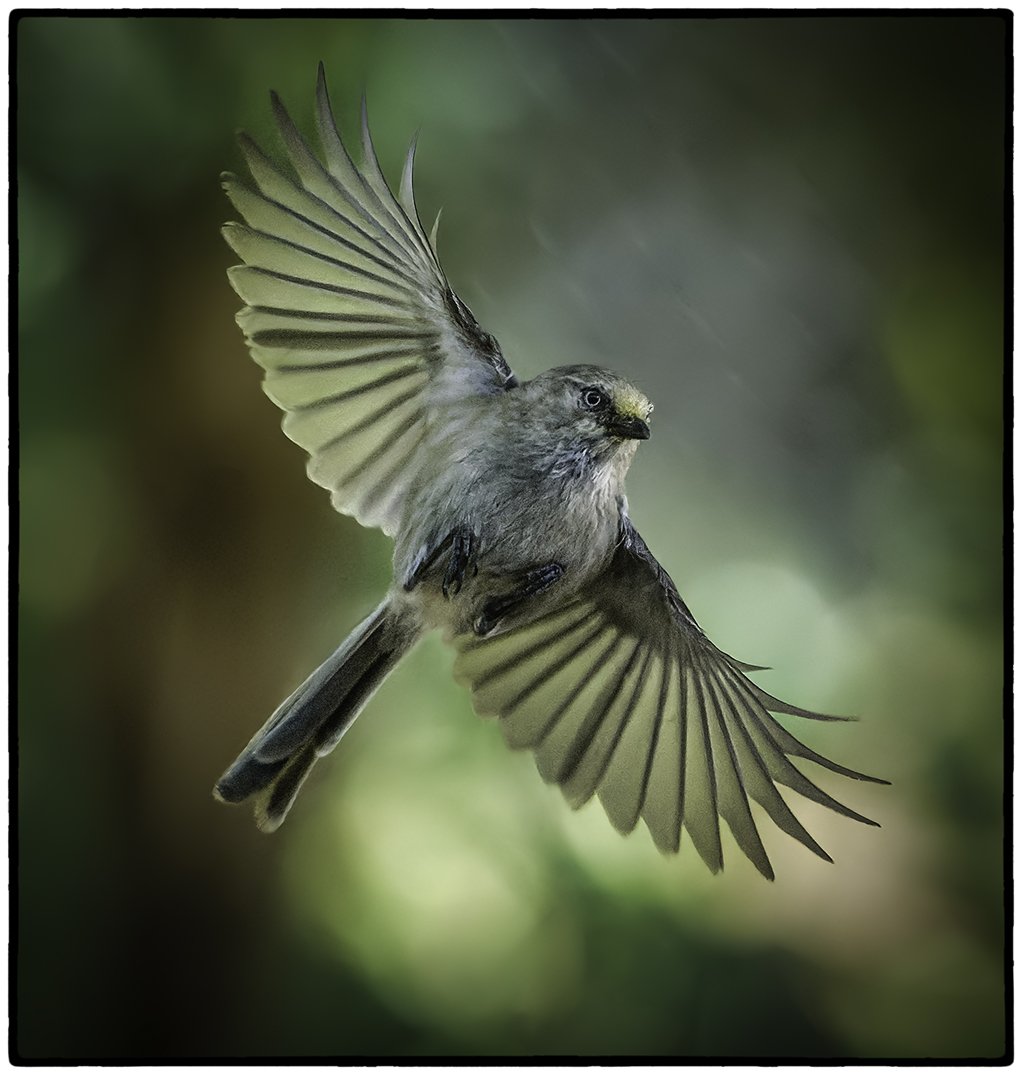 Bushtit