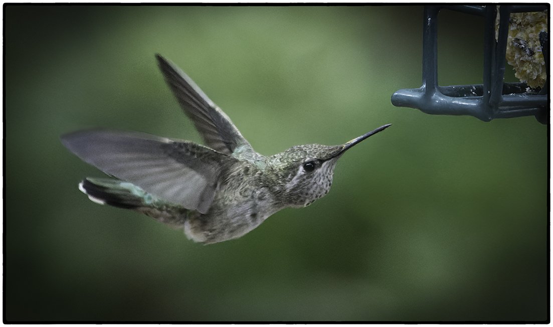 Anna's Hummingbird