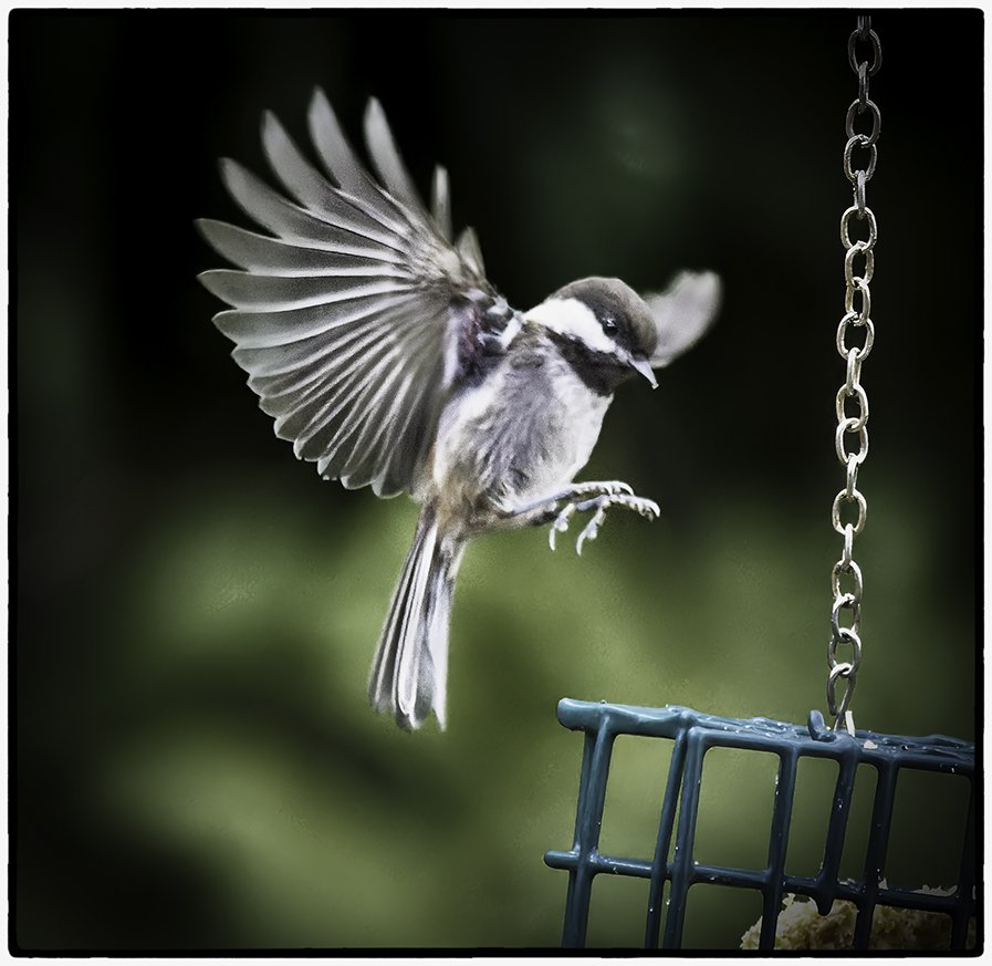 Chestnut-backed Chickadee