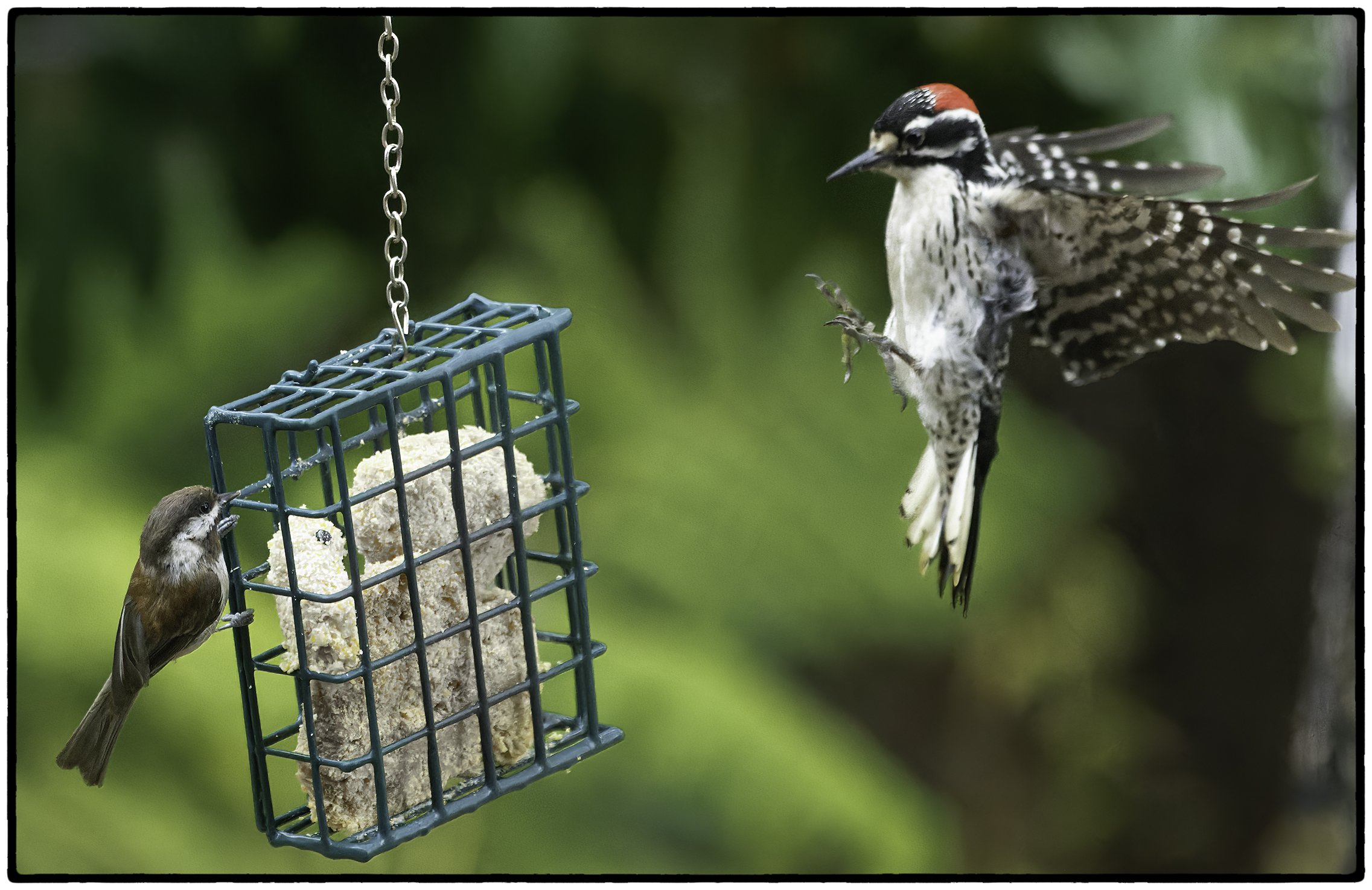 Chestnut-backed chickadee and Nutthall's Woodpecker