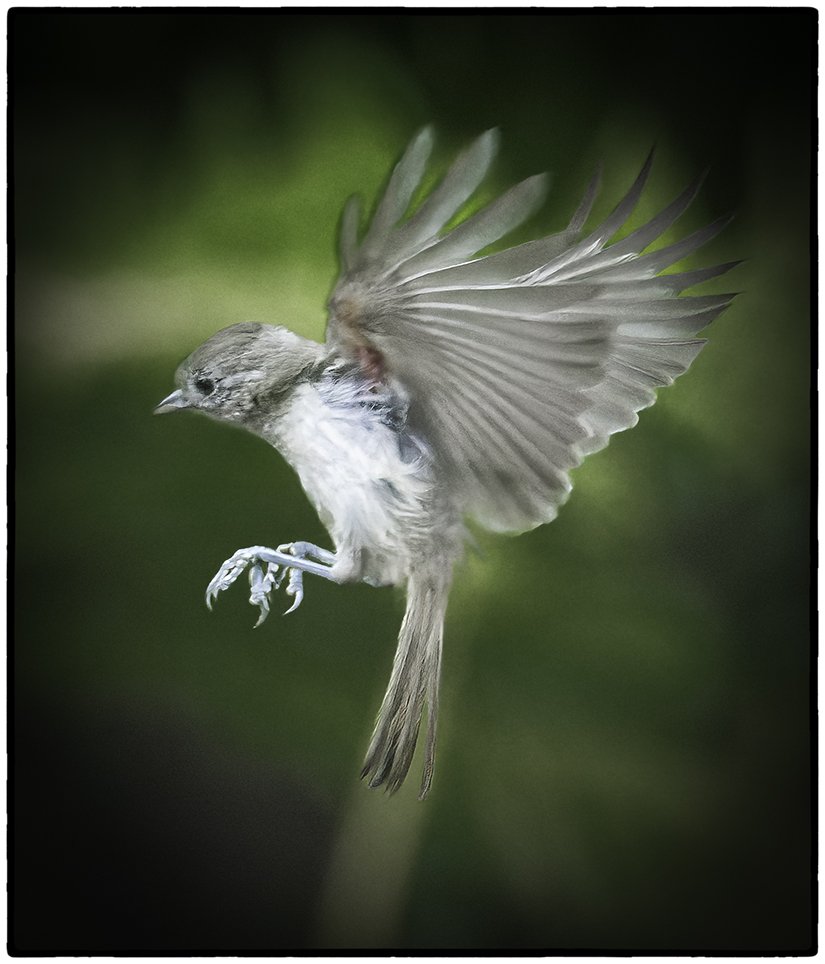 Bushtit