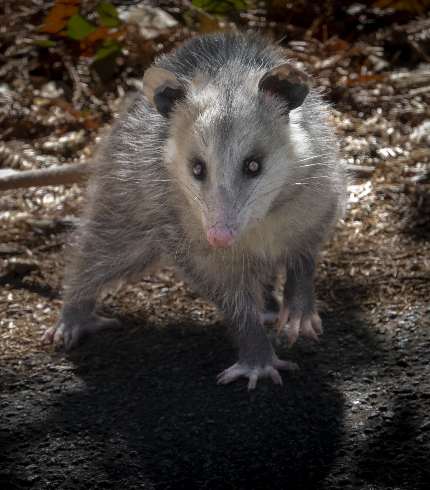 Opossum, Santa Cruz