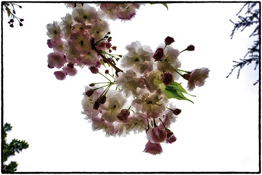 Cherry tree blossoms