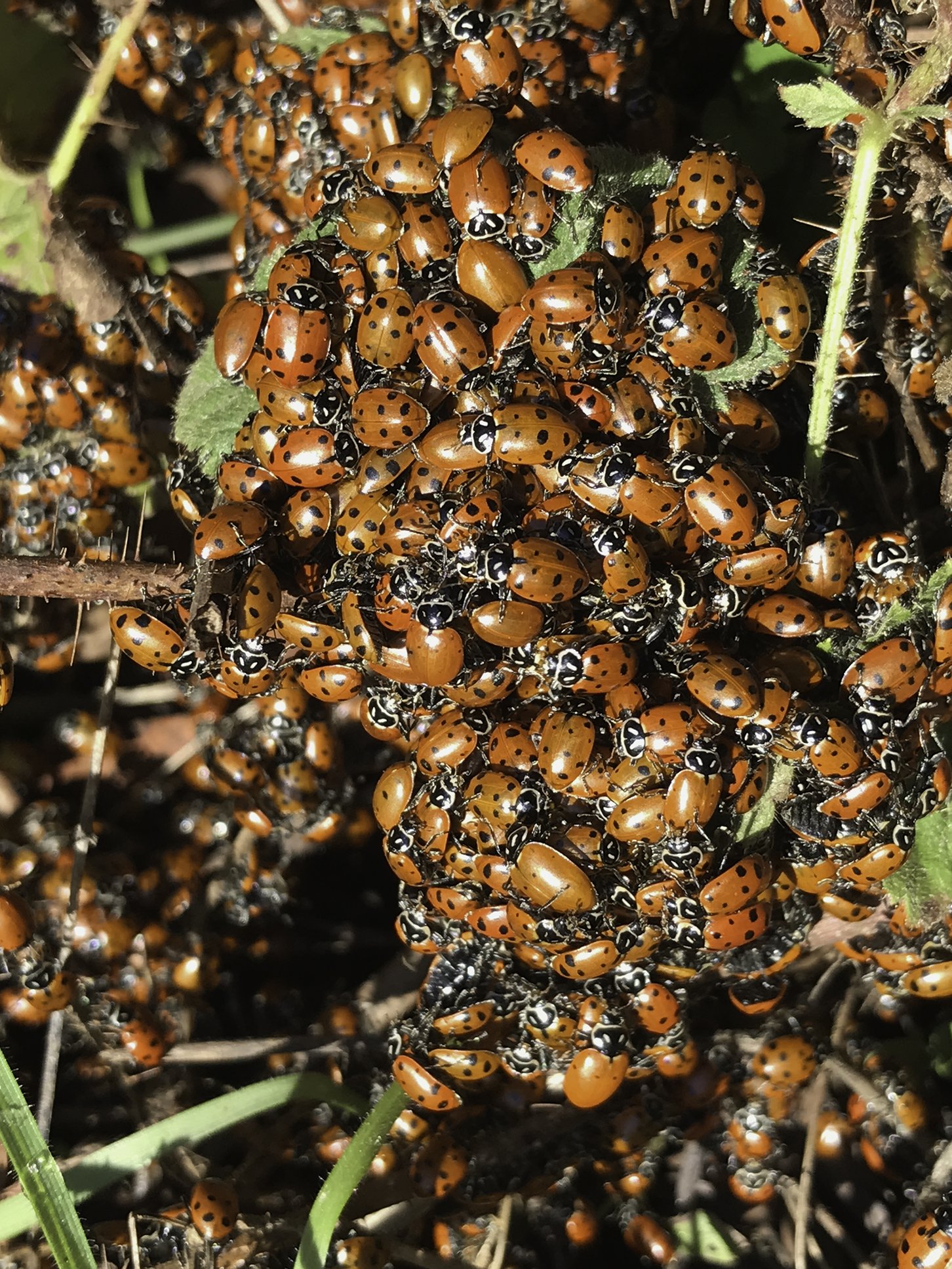 Ladybugs, San Joaquin Trail
