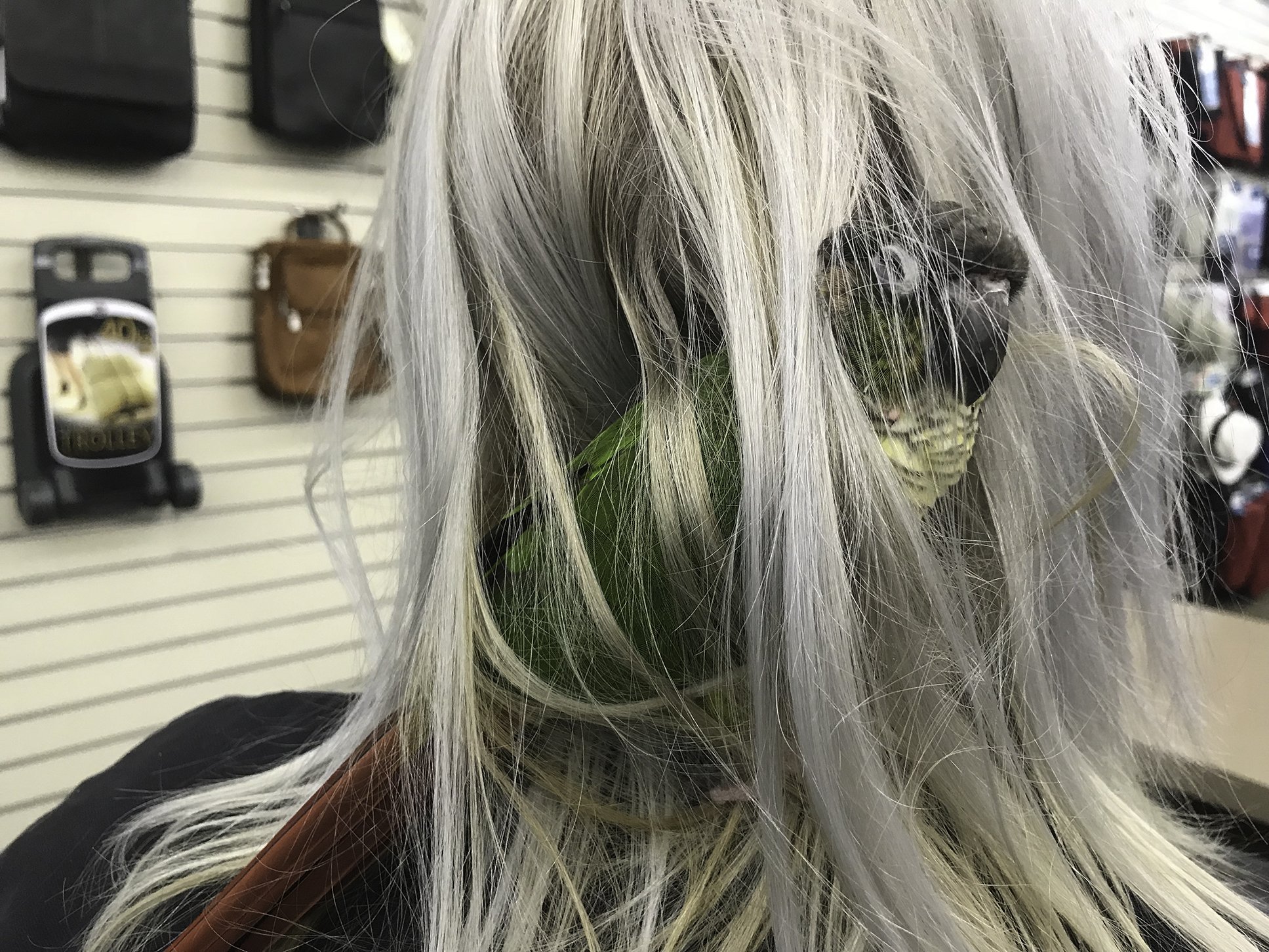 The Parrot Who Lives in the Clerk's Hair Who Works in the Luggage Store on Shattuck Avenue in Berkeley