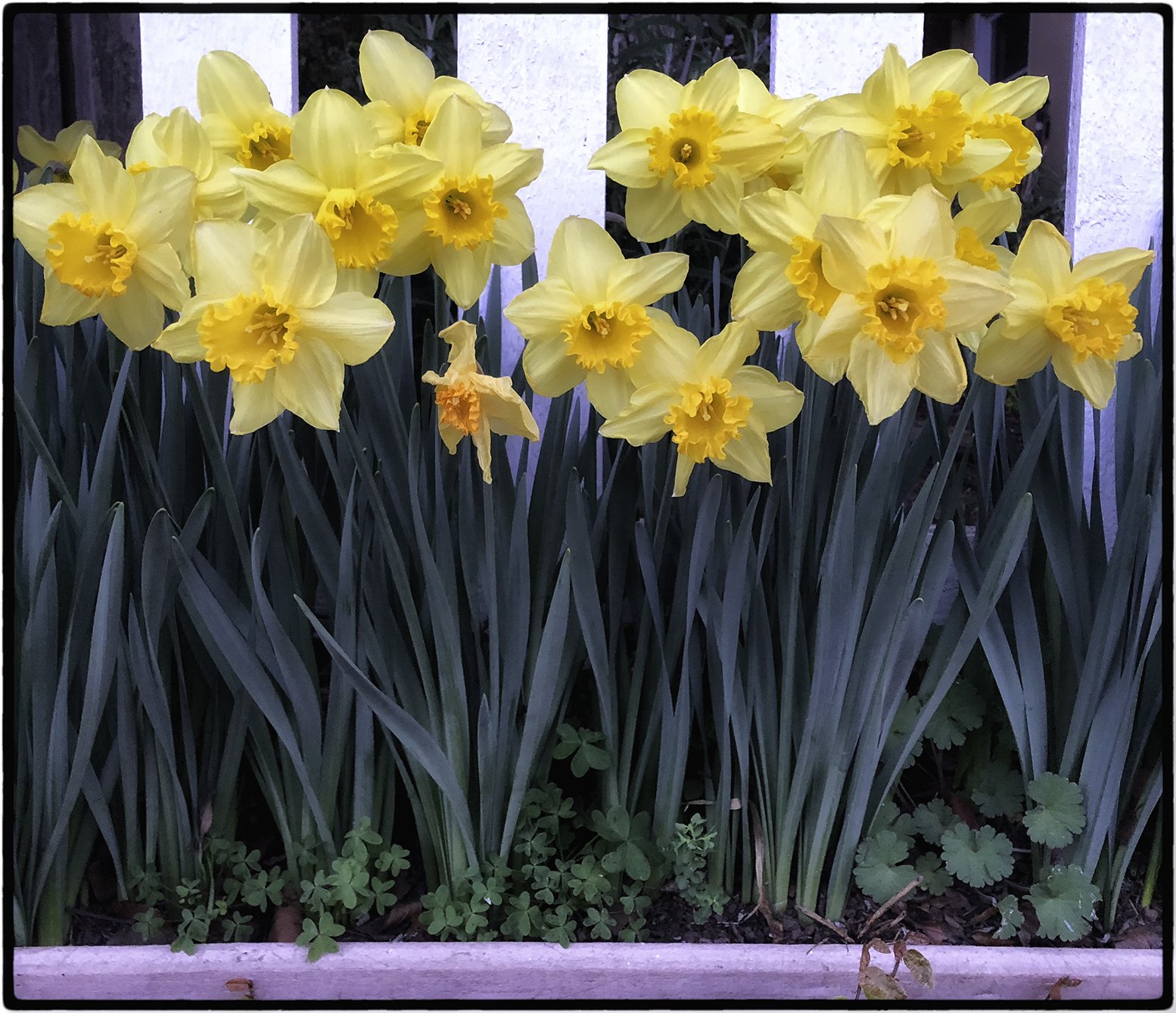 Daffodils on Vassar Avenue