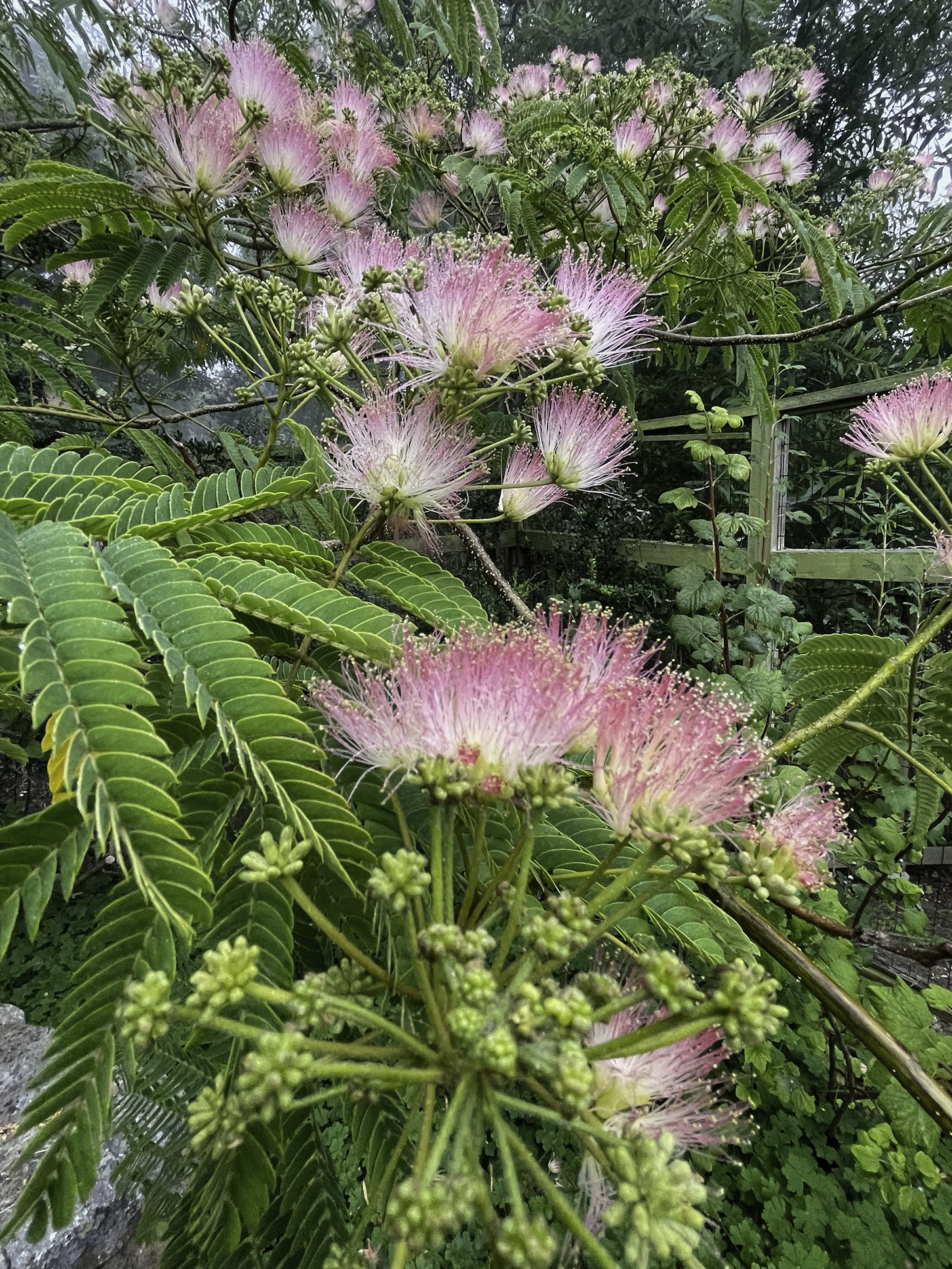 Mimosa