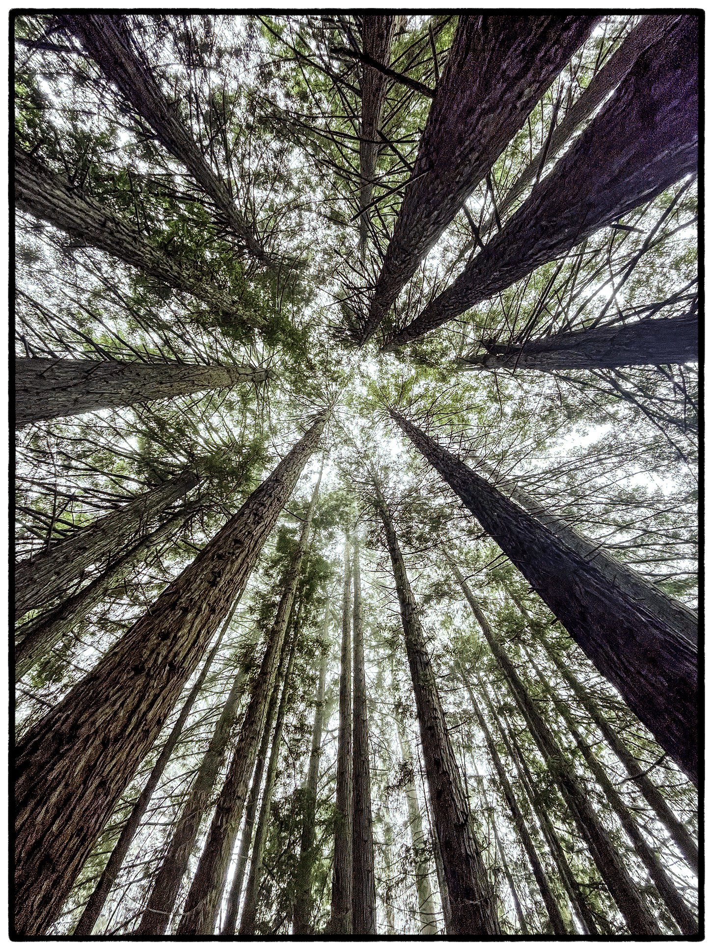 Redwoods, Tilden