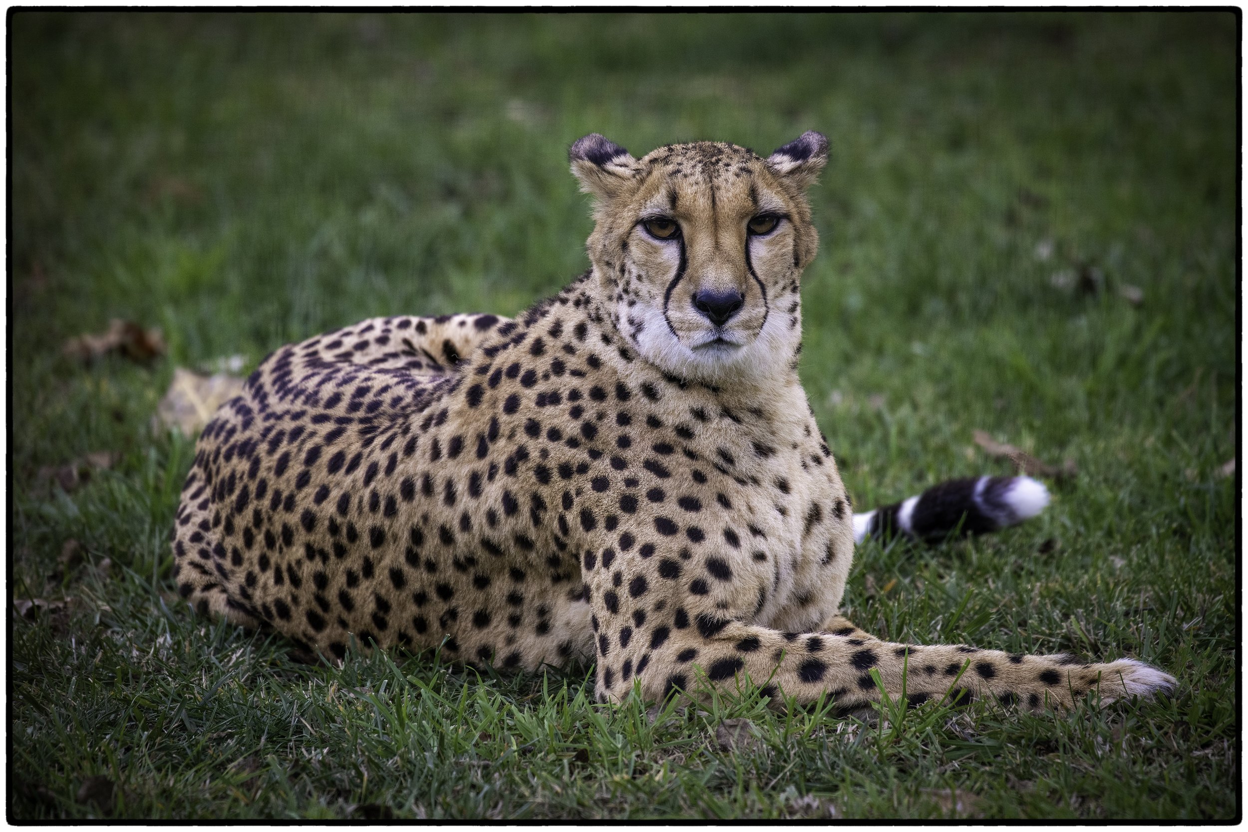Cheetah, Santa Rosa