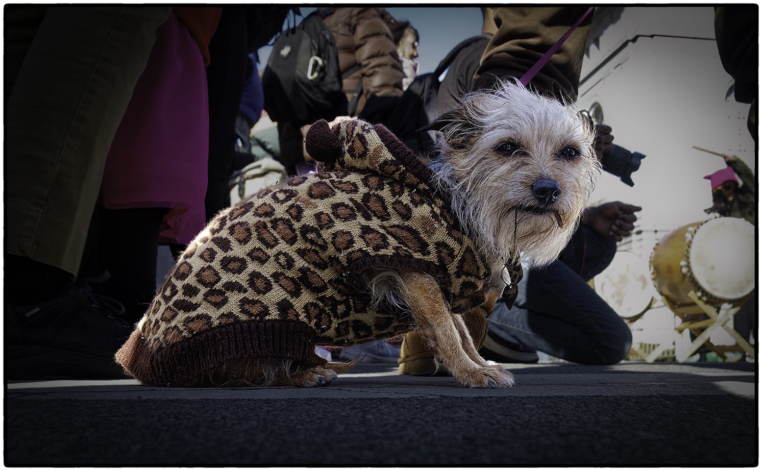 Dog, Women's March, San Francisco