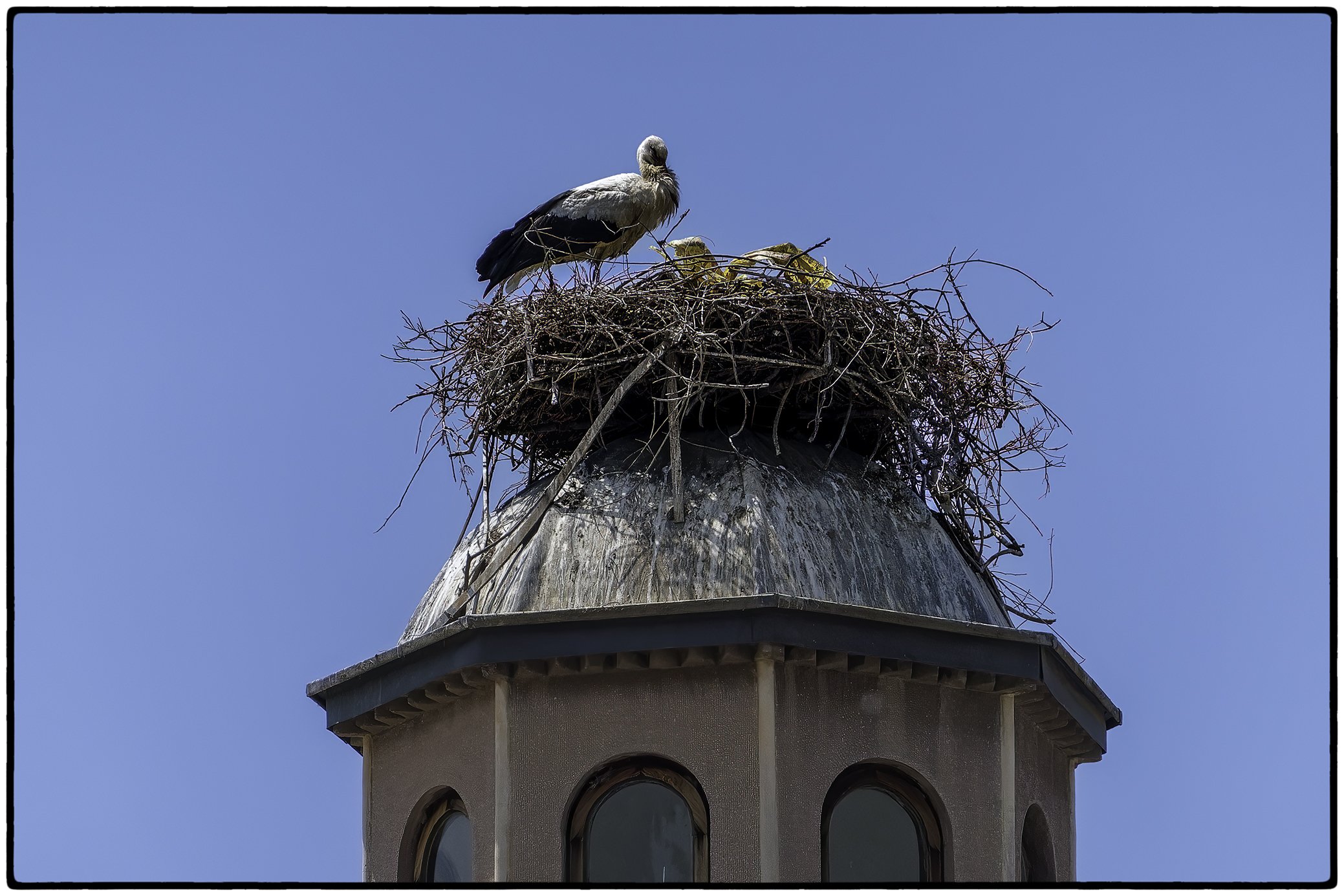 Storks are mating now