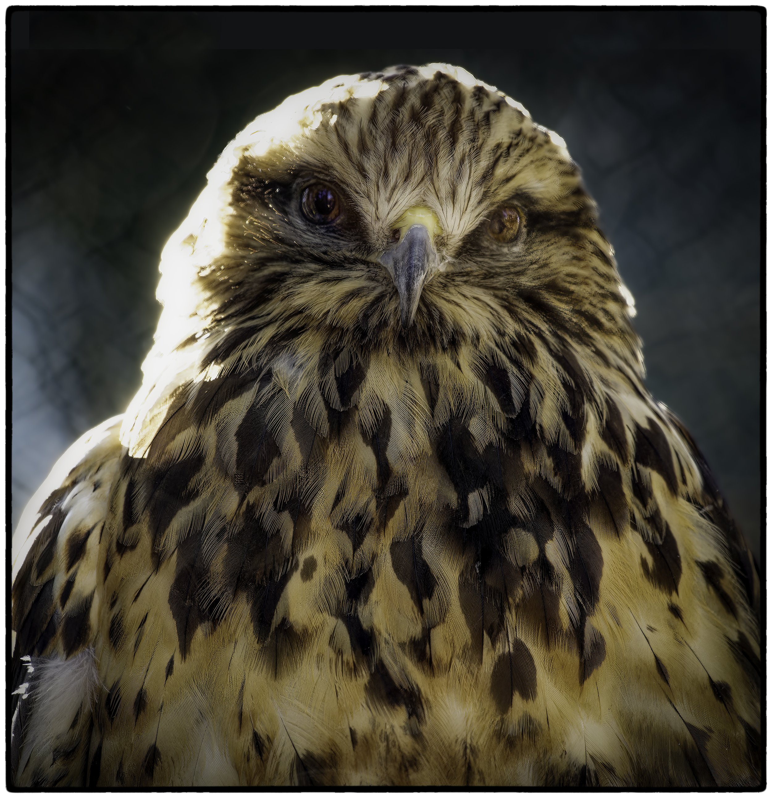 Wounded hawk, Animal Rescue Center, West Yellowstone