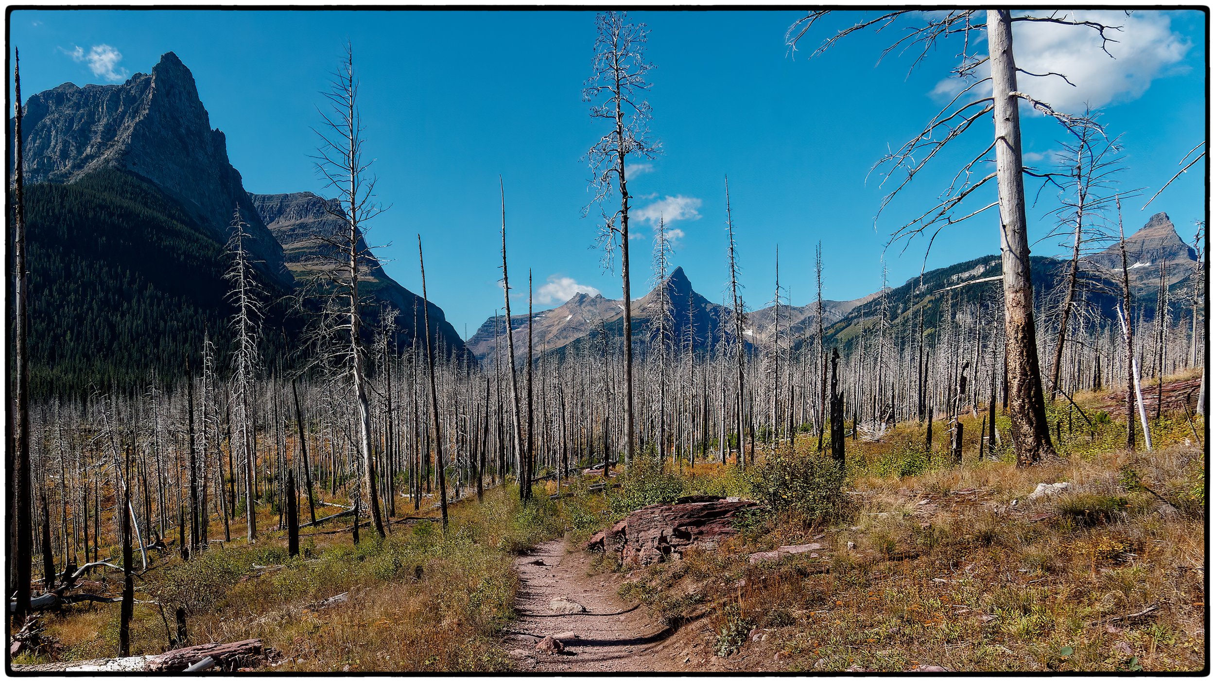 Dead trees, Glacier National Park
