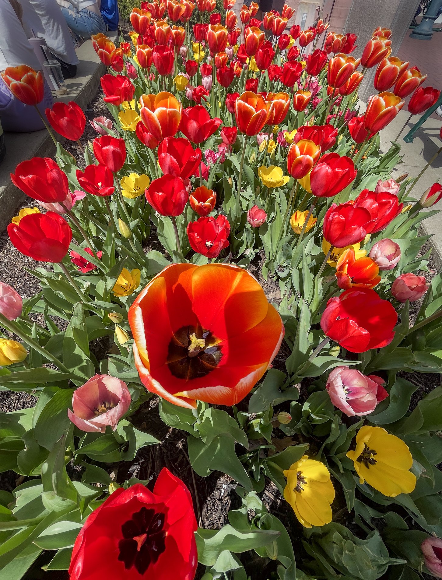 Tulips