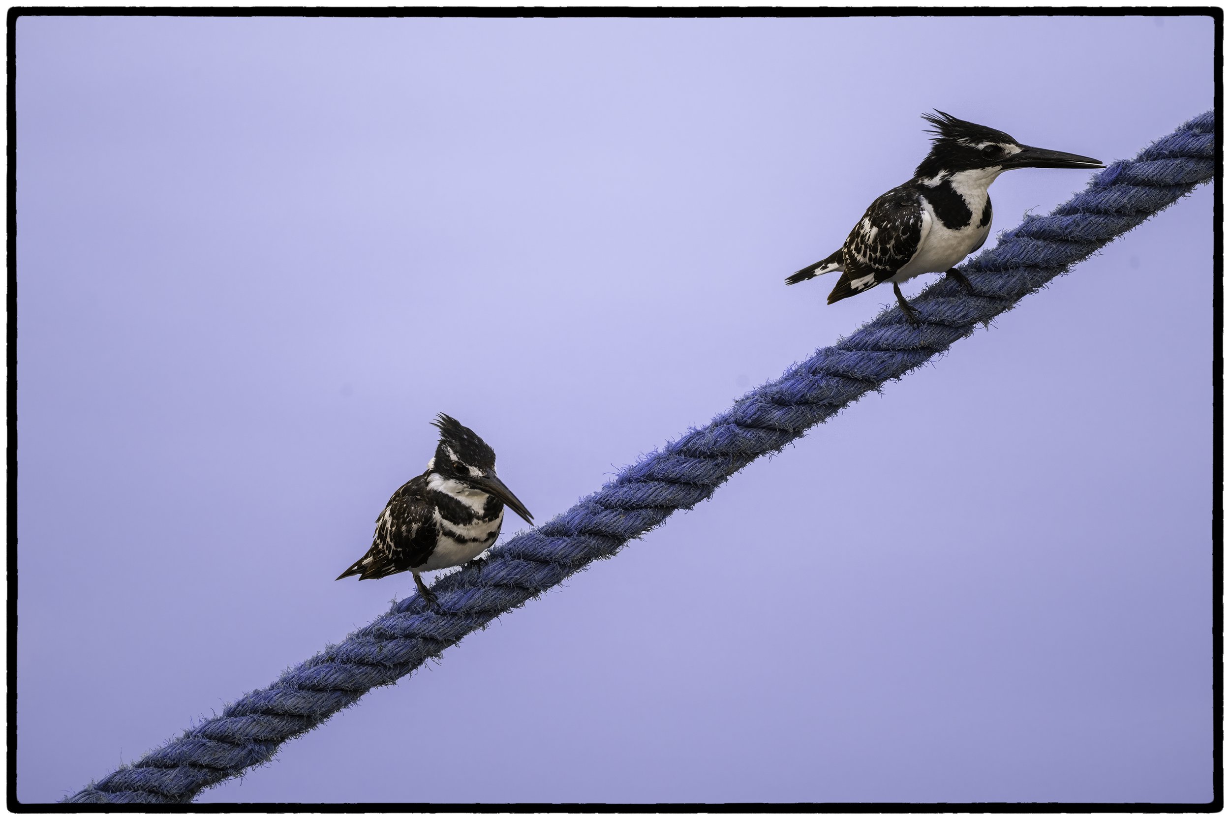 Kingfishers