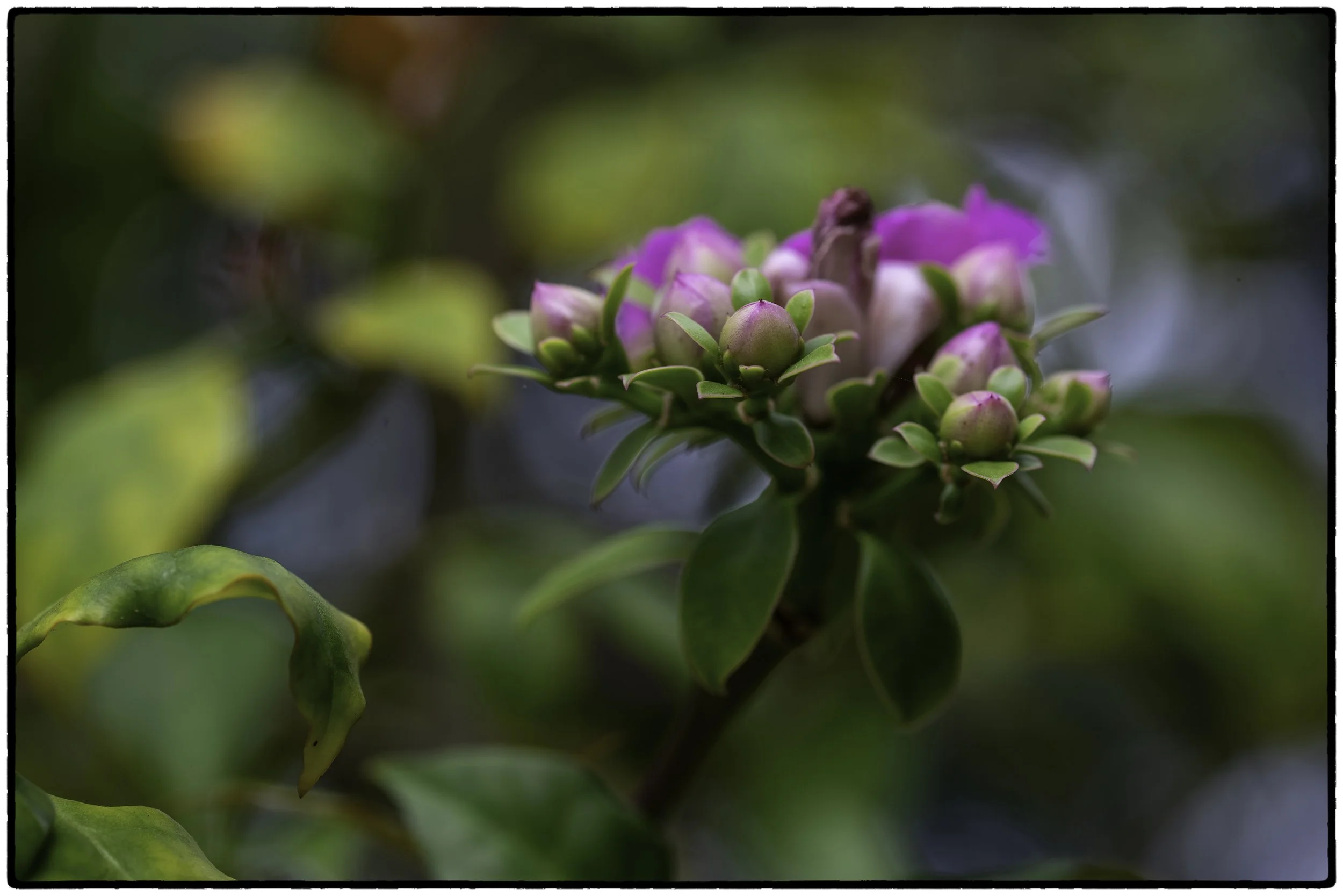 Botannical Gardens 2
