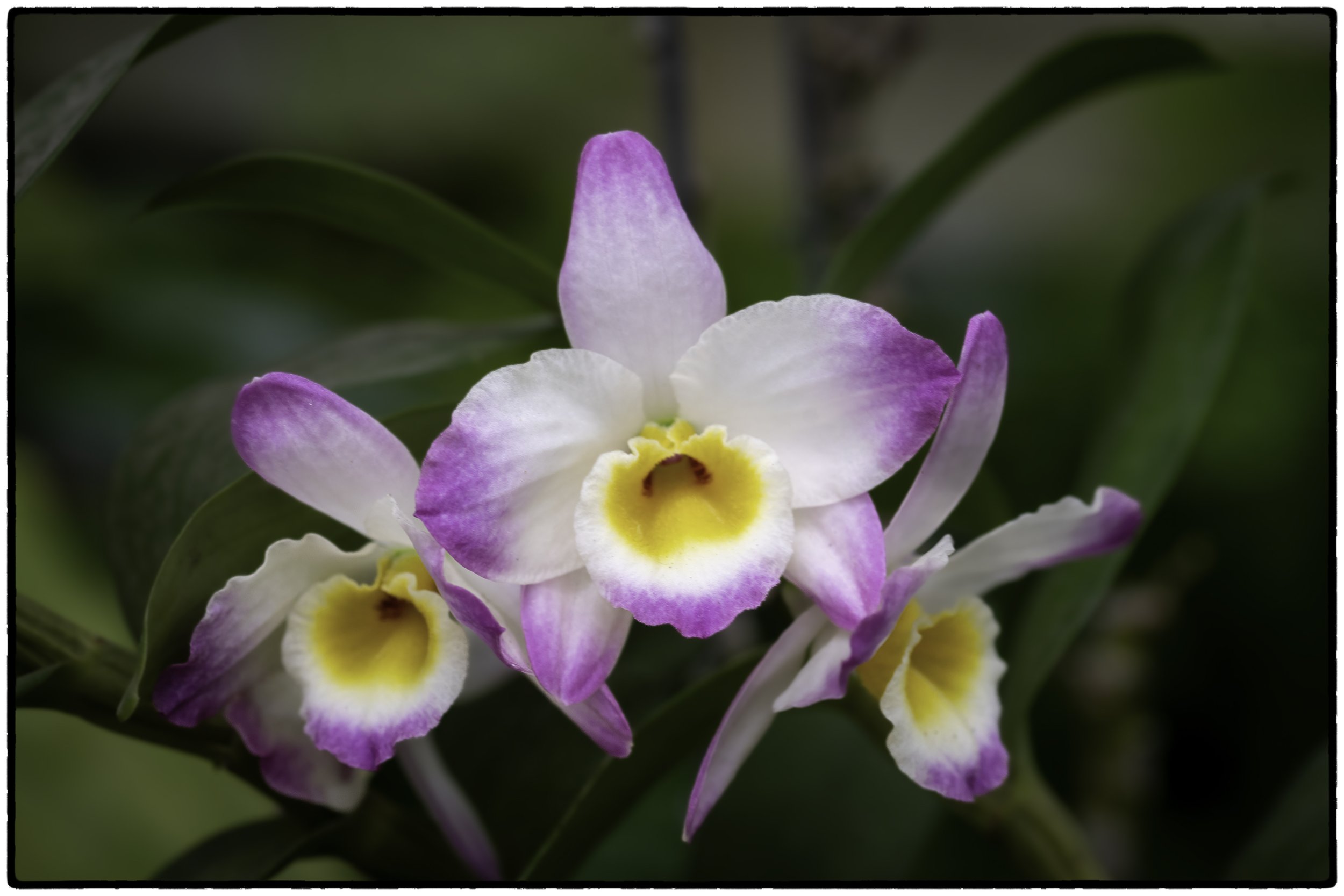 Botannical Gardens 3
