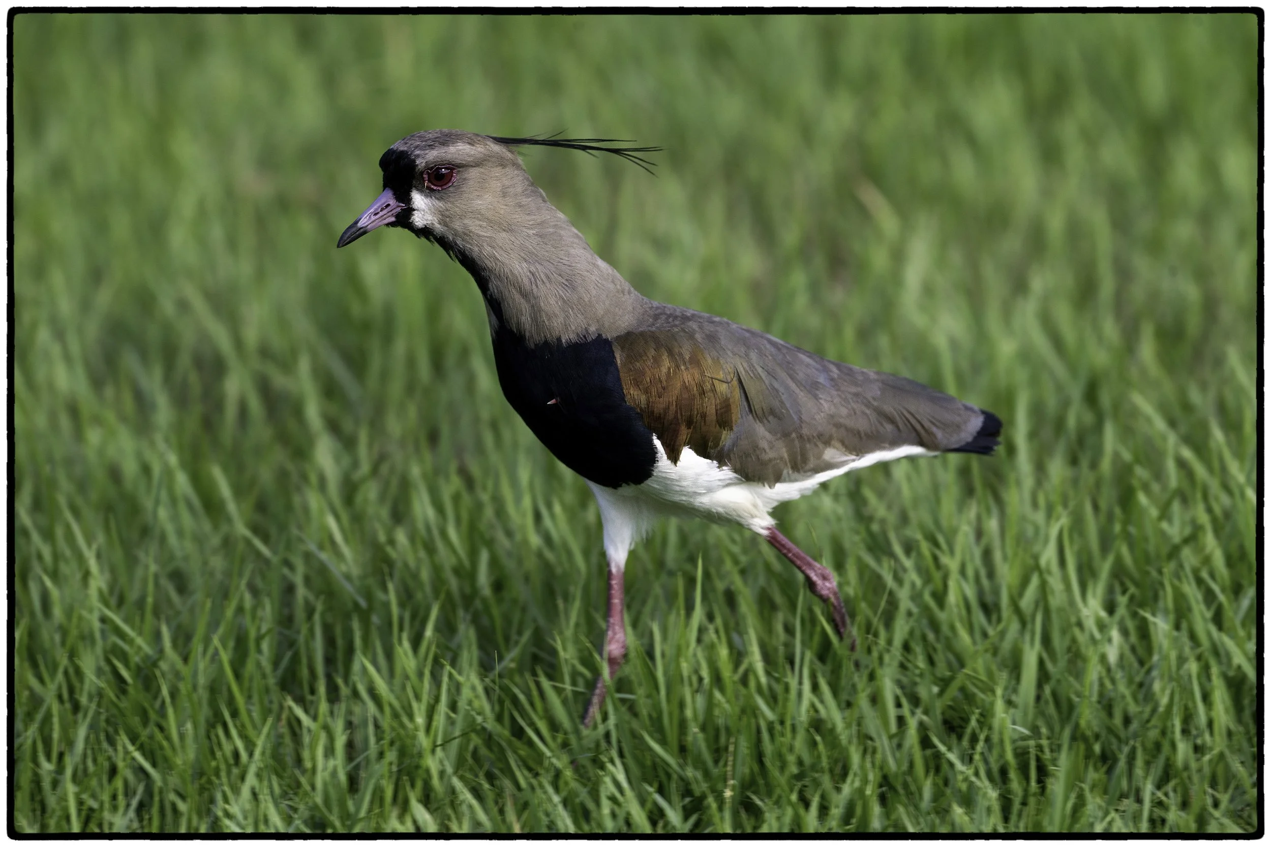 Southern Lapwing