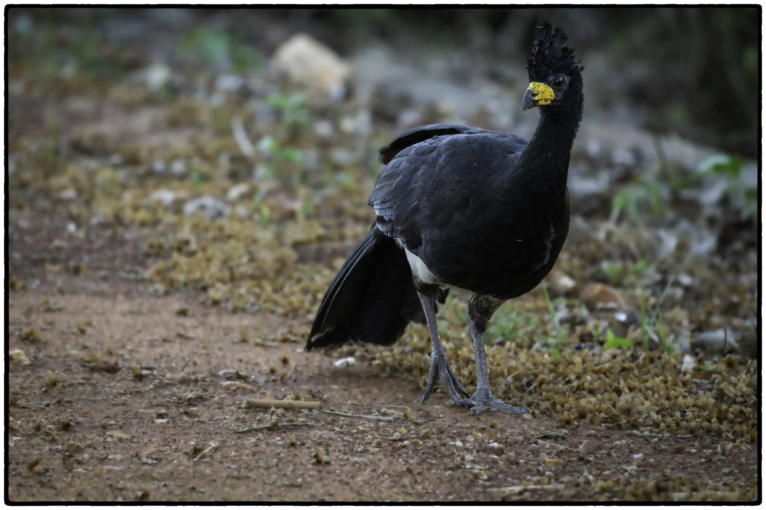 Bare-faced Currasow