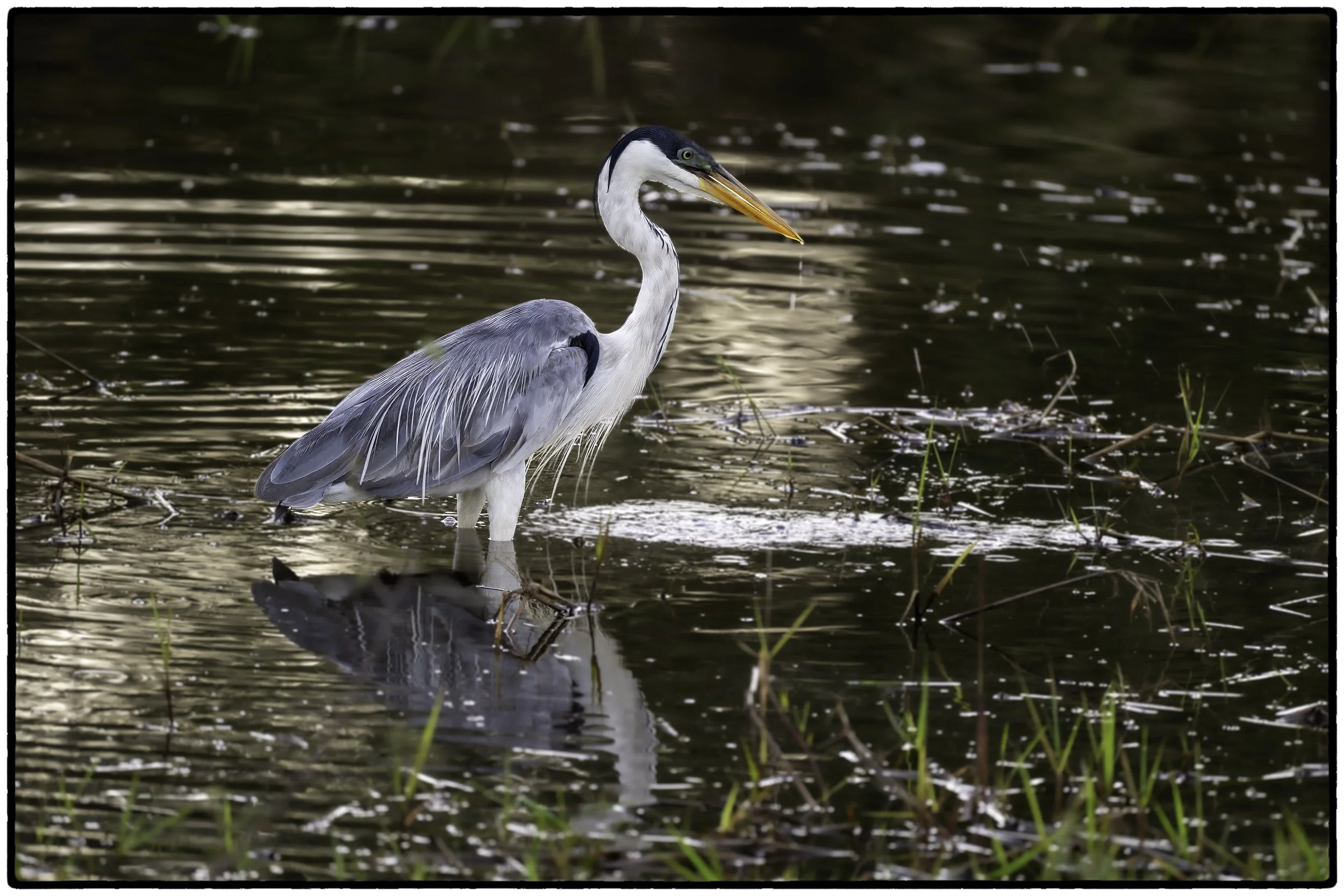 Striated Heron
