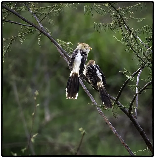 Guira Cuckoos