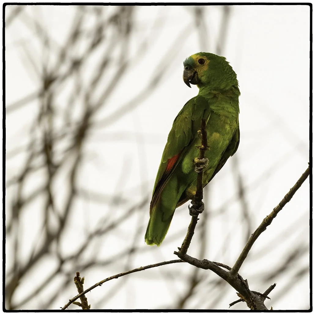 Turquoise-fronted parrot