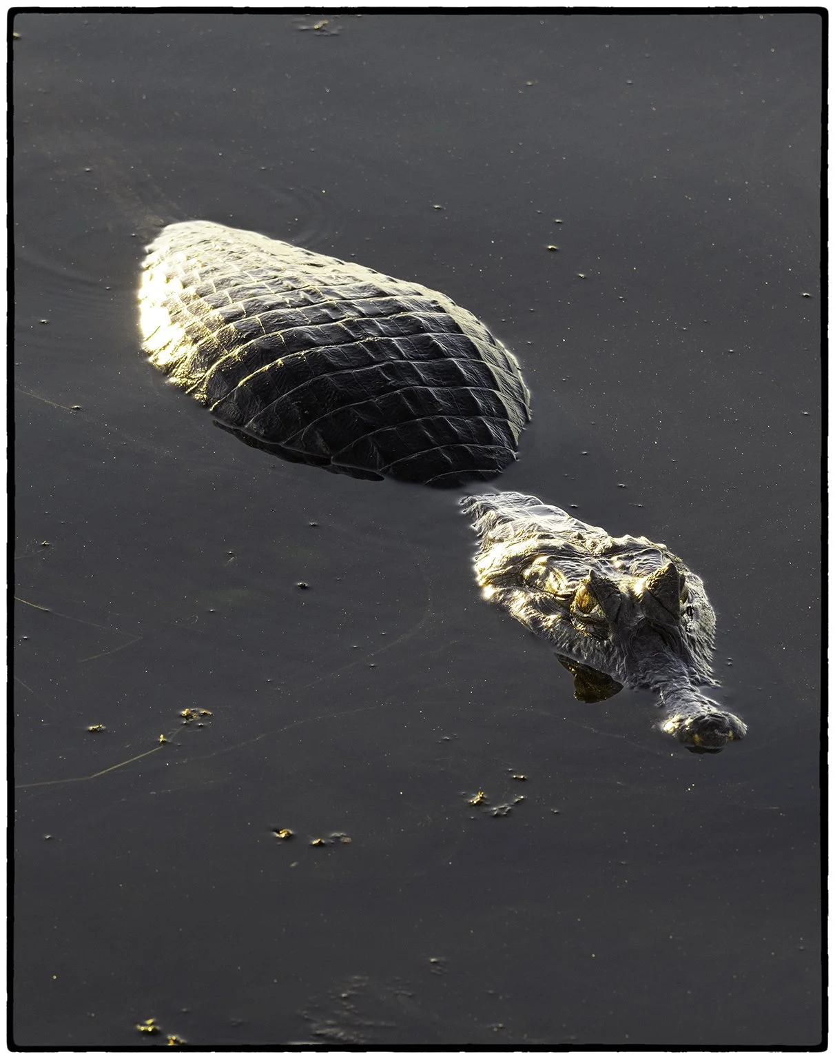 Caiman