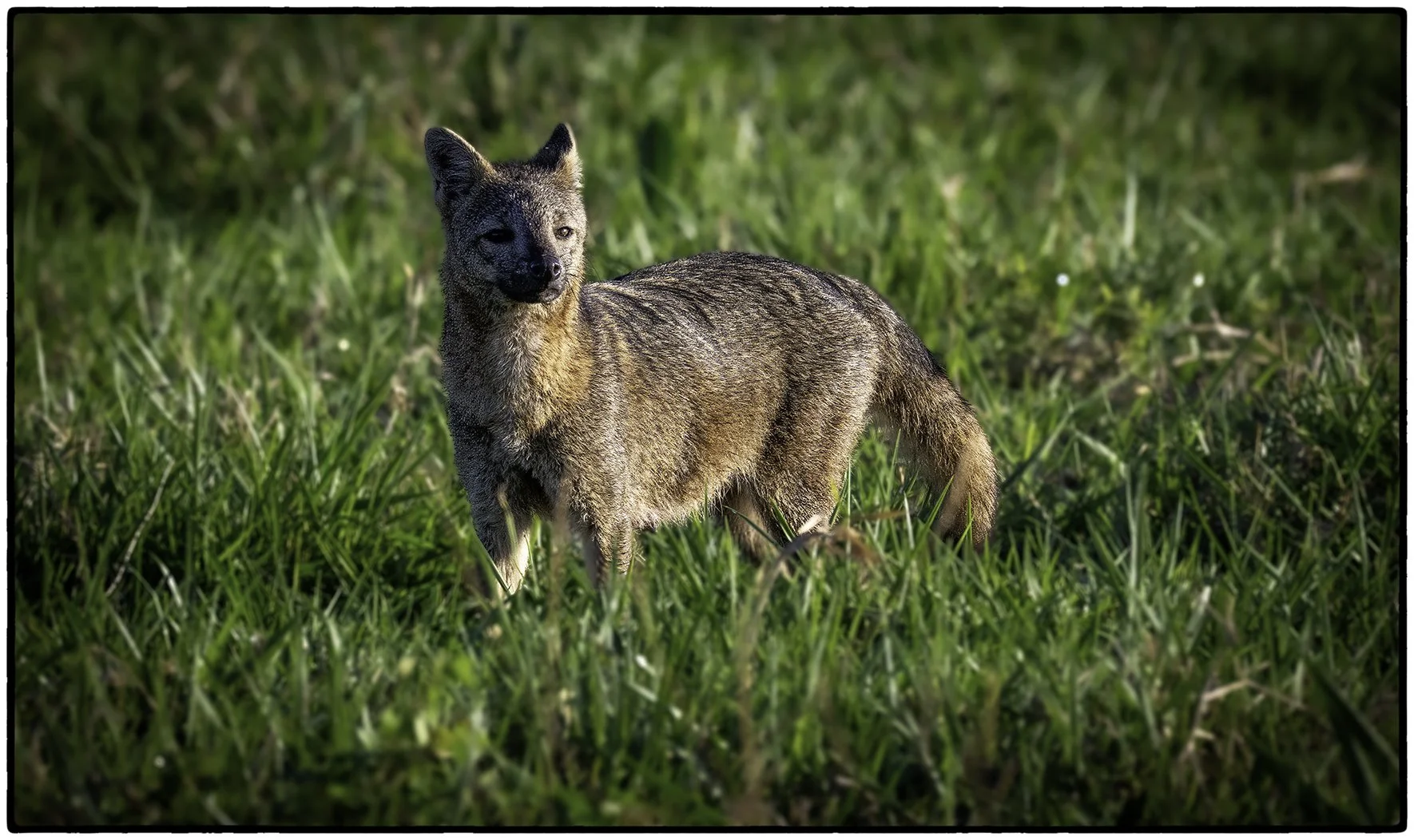 Crab-eating  fox