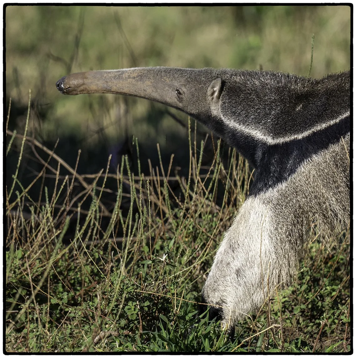 Giant anteater 2