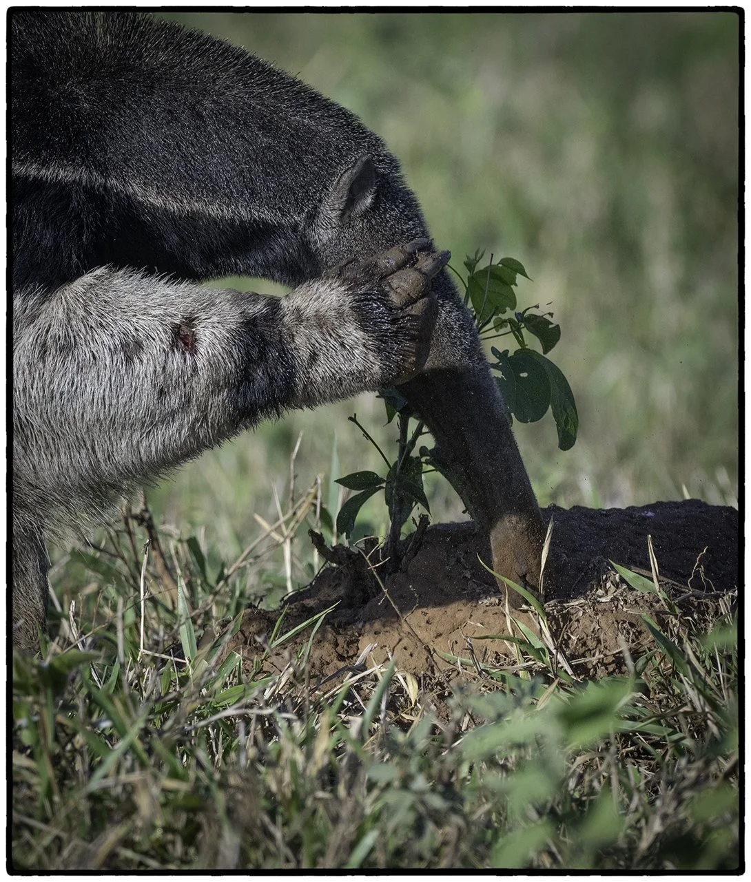 Giant anteater eating ants