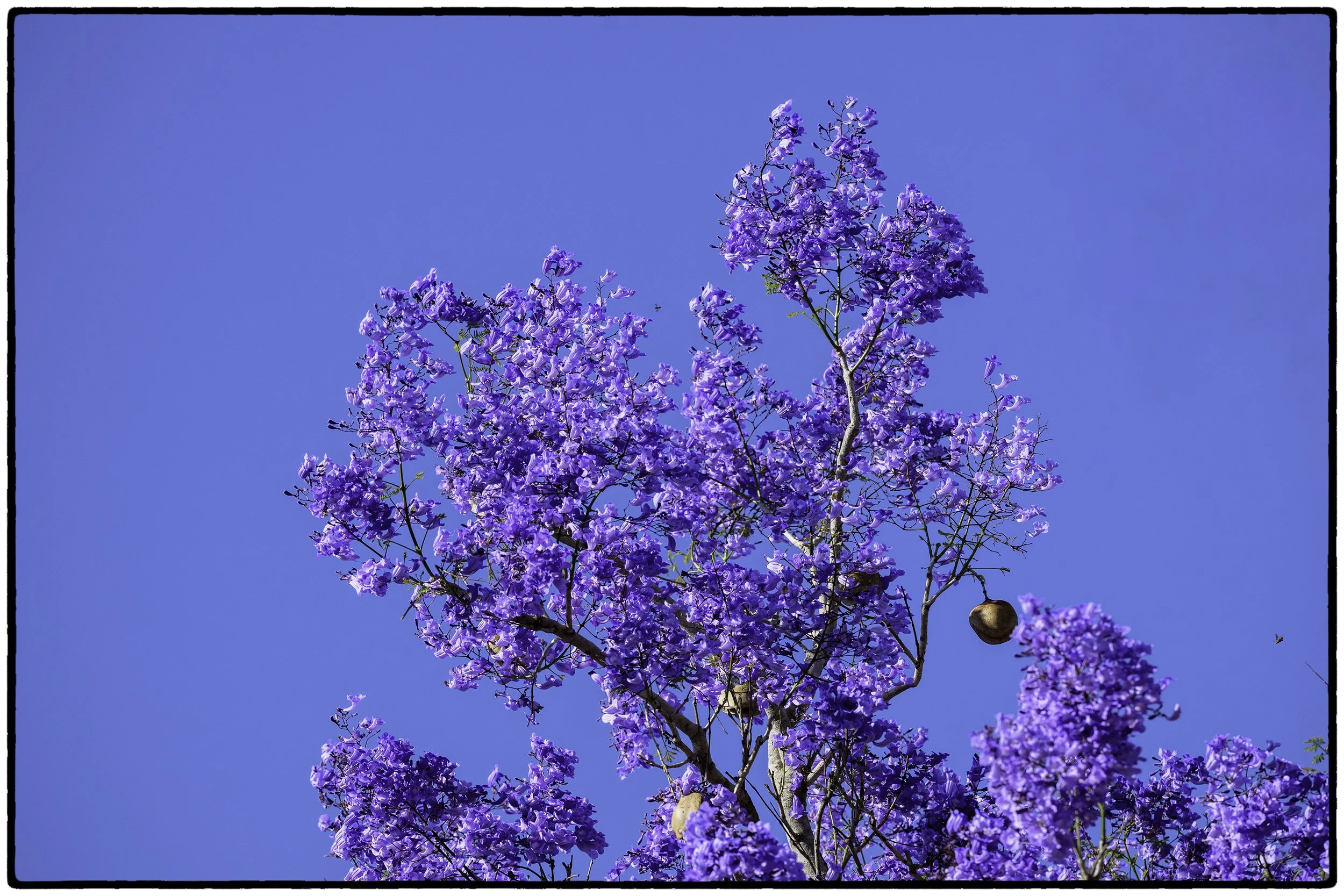 Scenes from the Pantanal 4