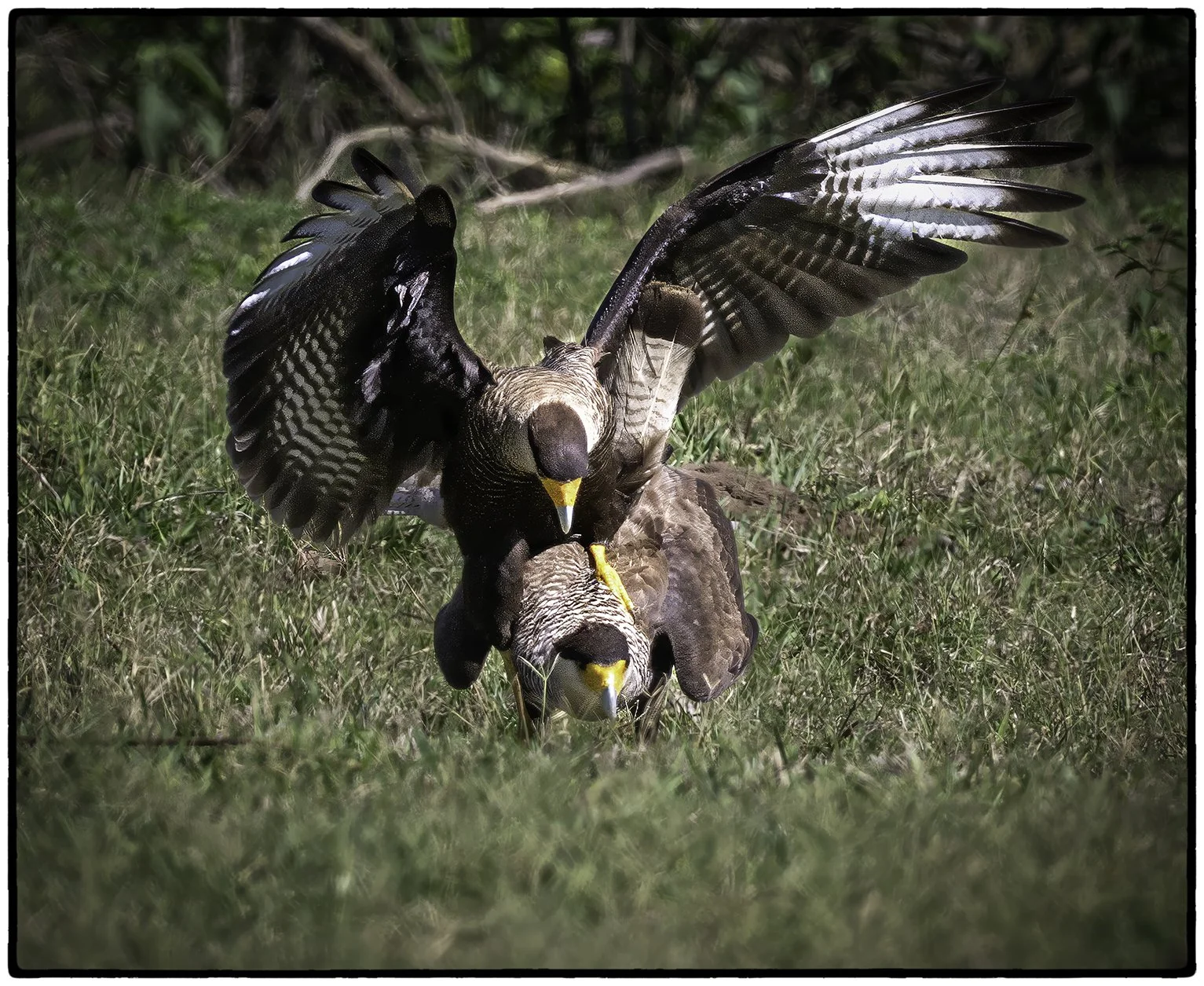 Caracaras mating