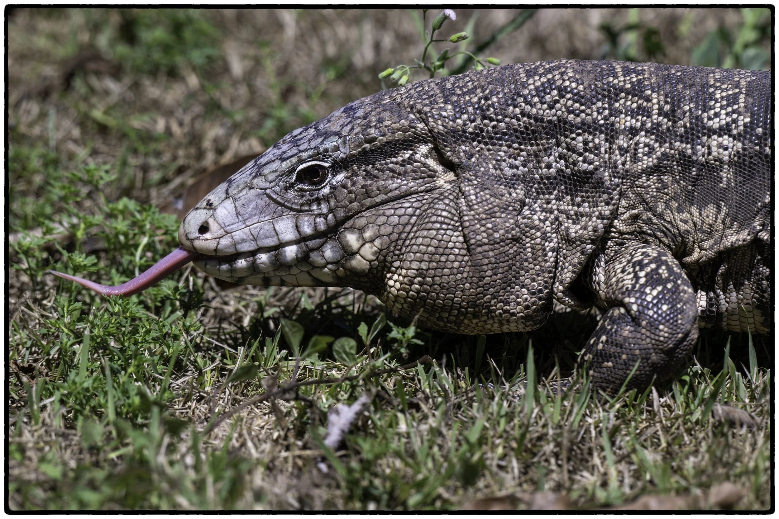 Black and white Tegu
