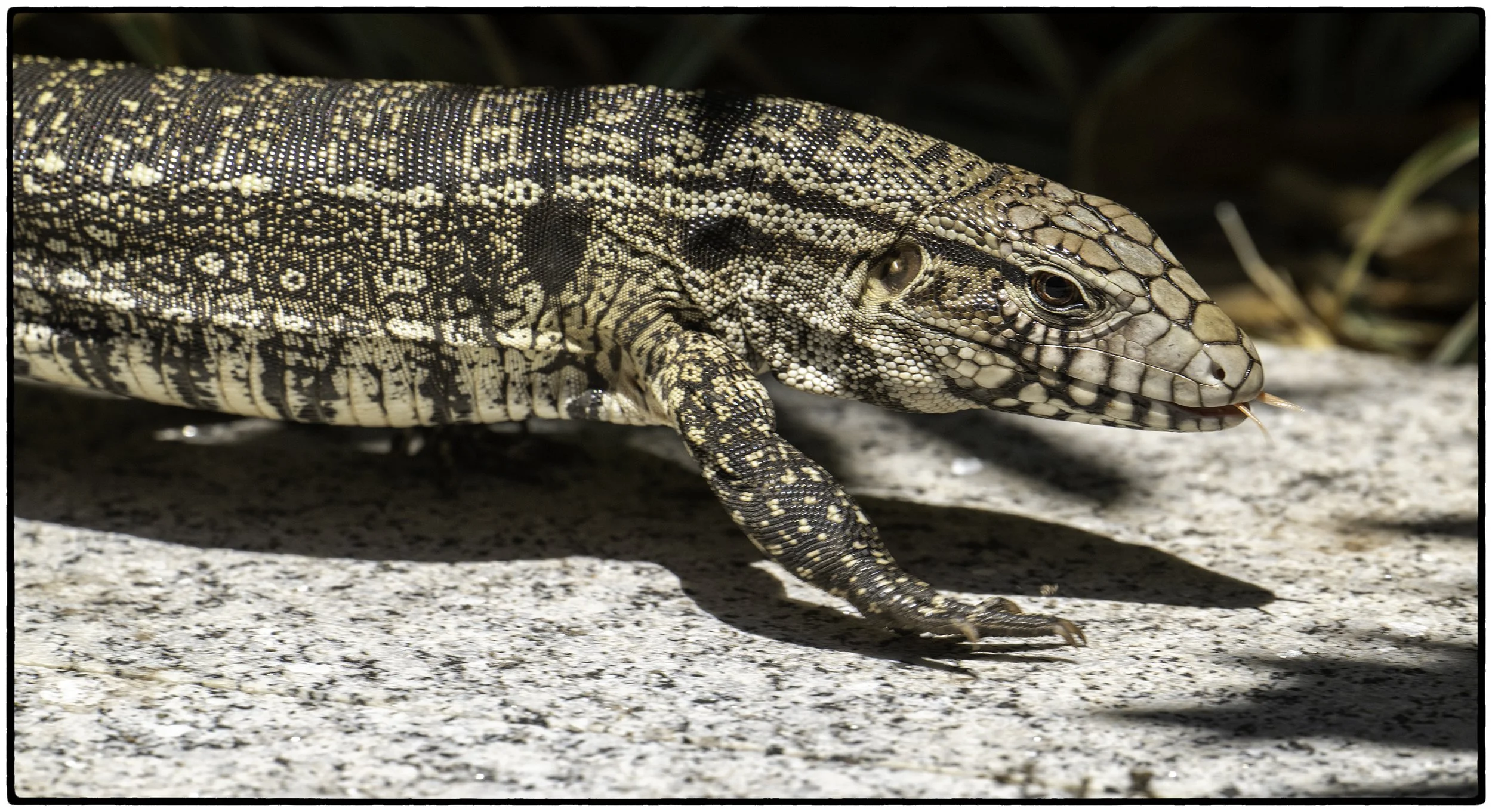 Black and white Tegu