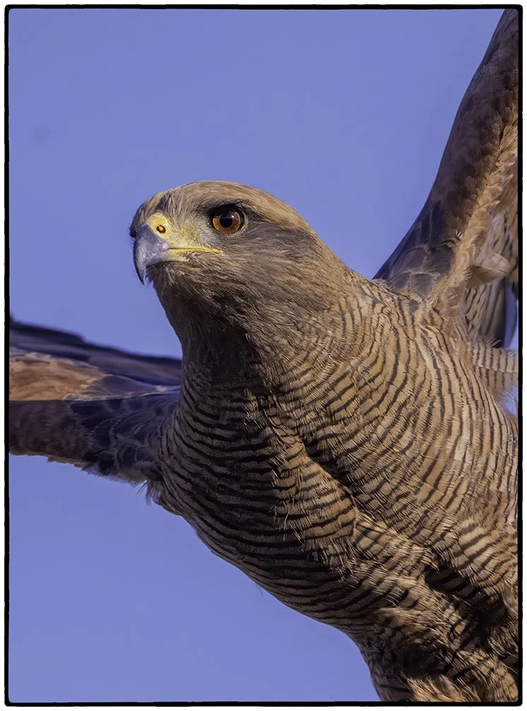 Savannah Hawk taking flight