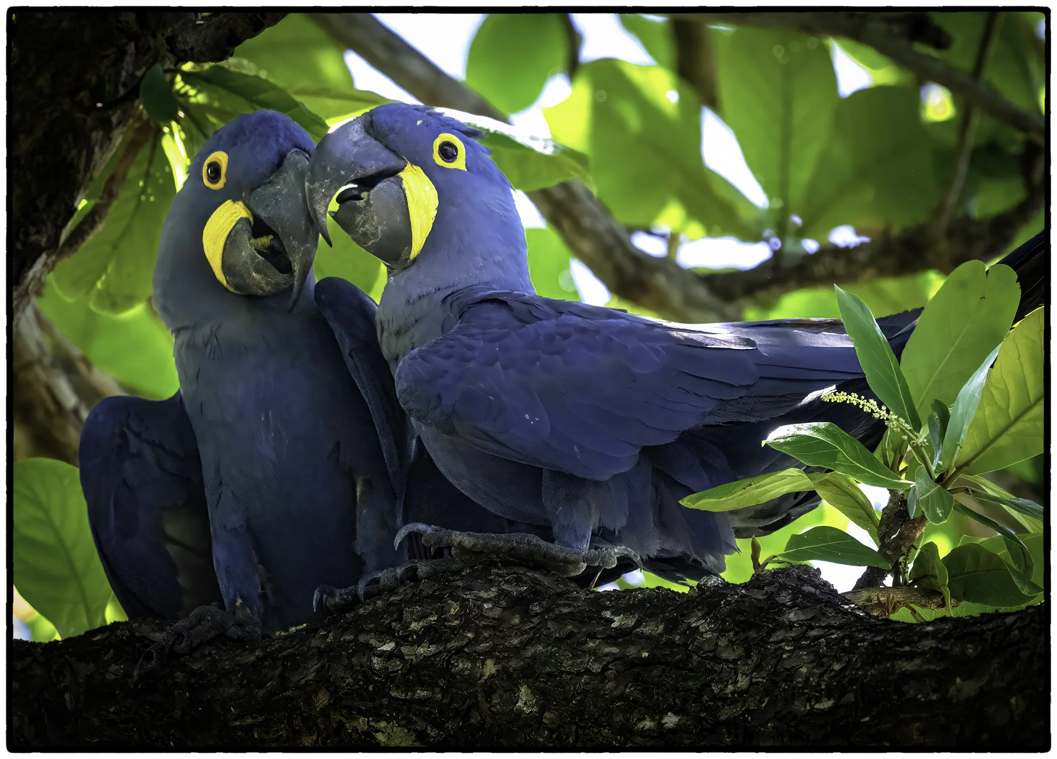 Hyacinth Macaws