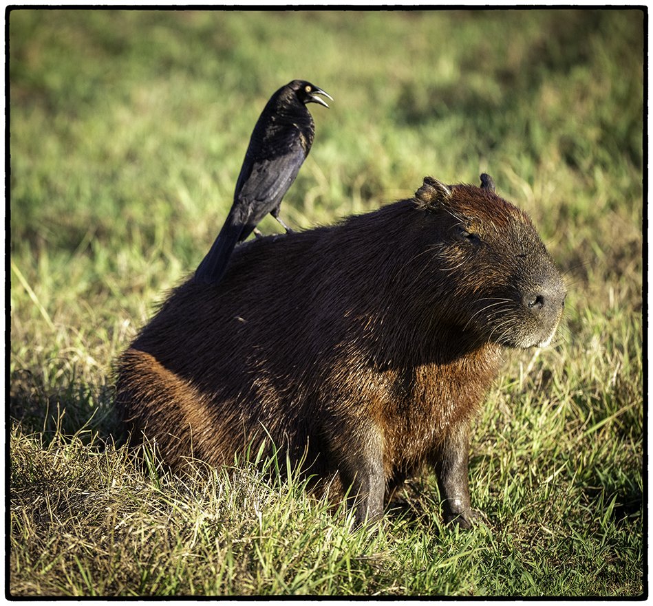 Capybara and Giant Cowbird