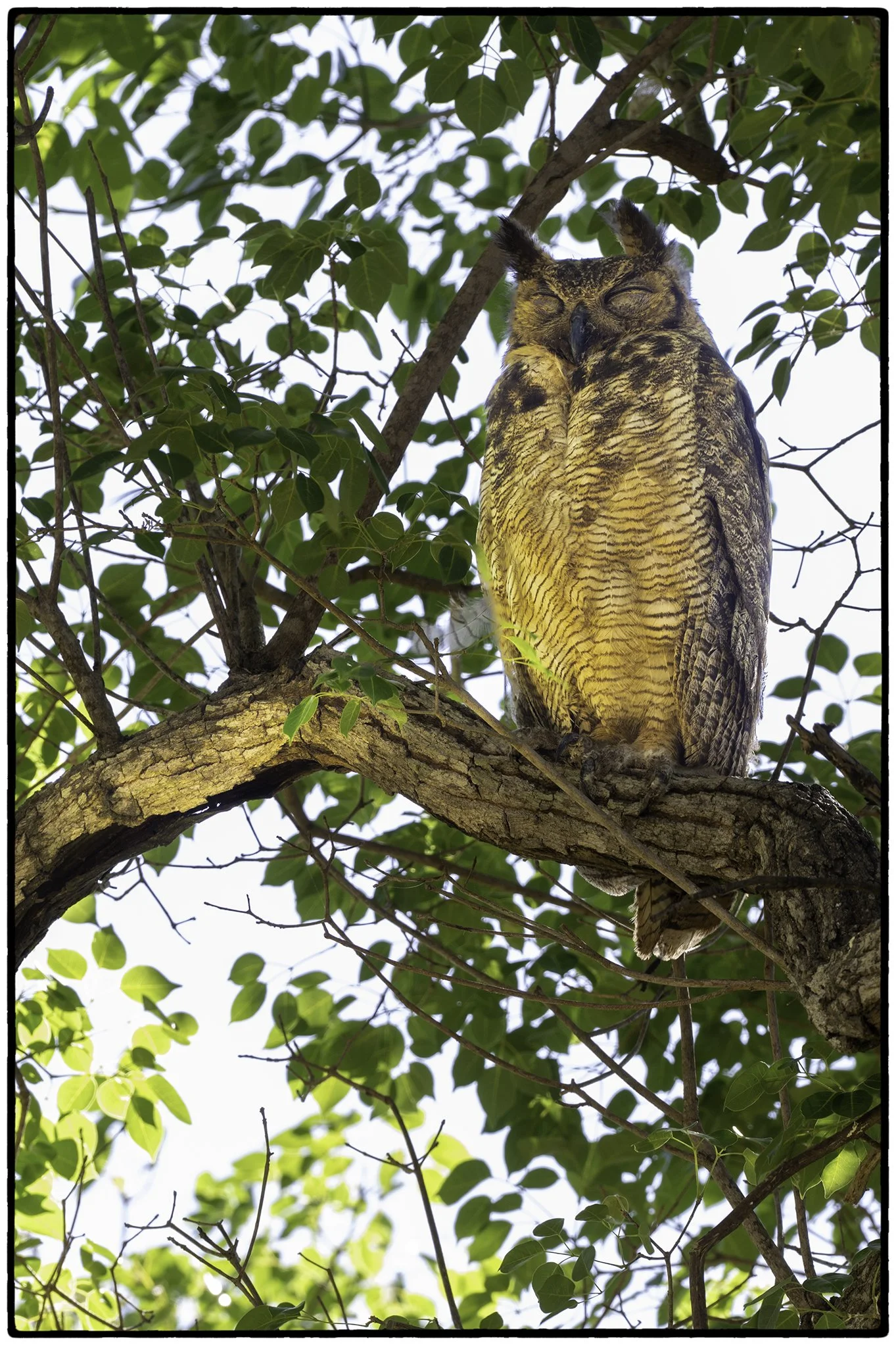 Great Horned Owl