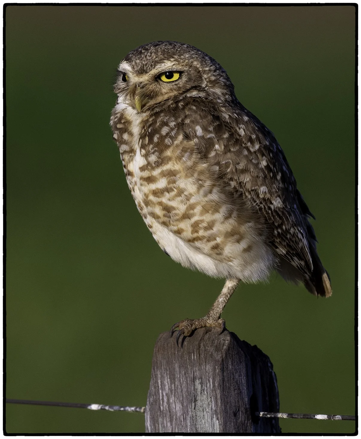 Burrowing Owl