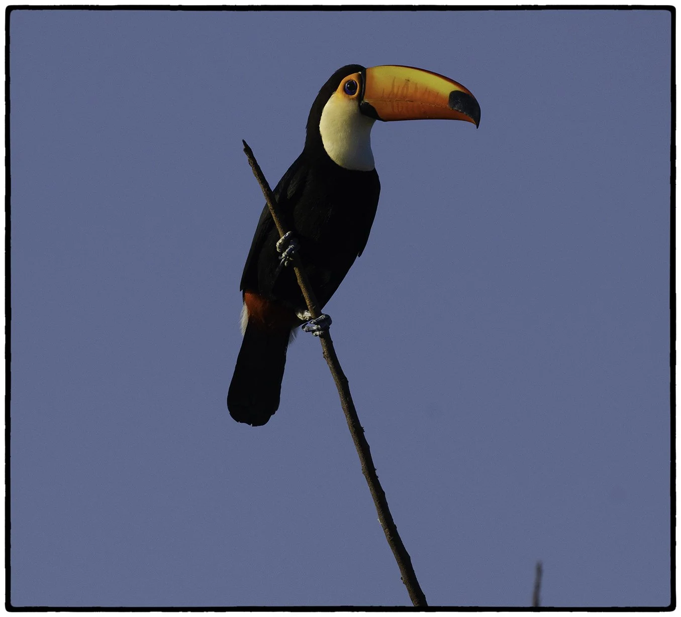 Toco Toucan