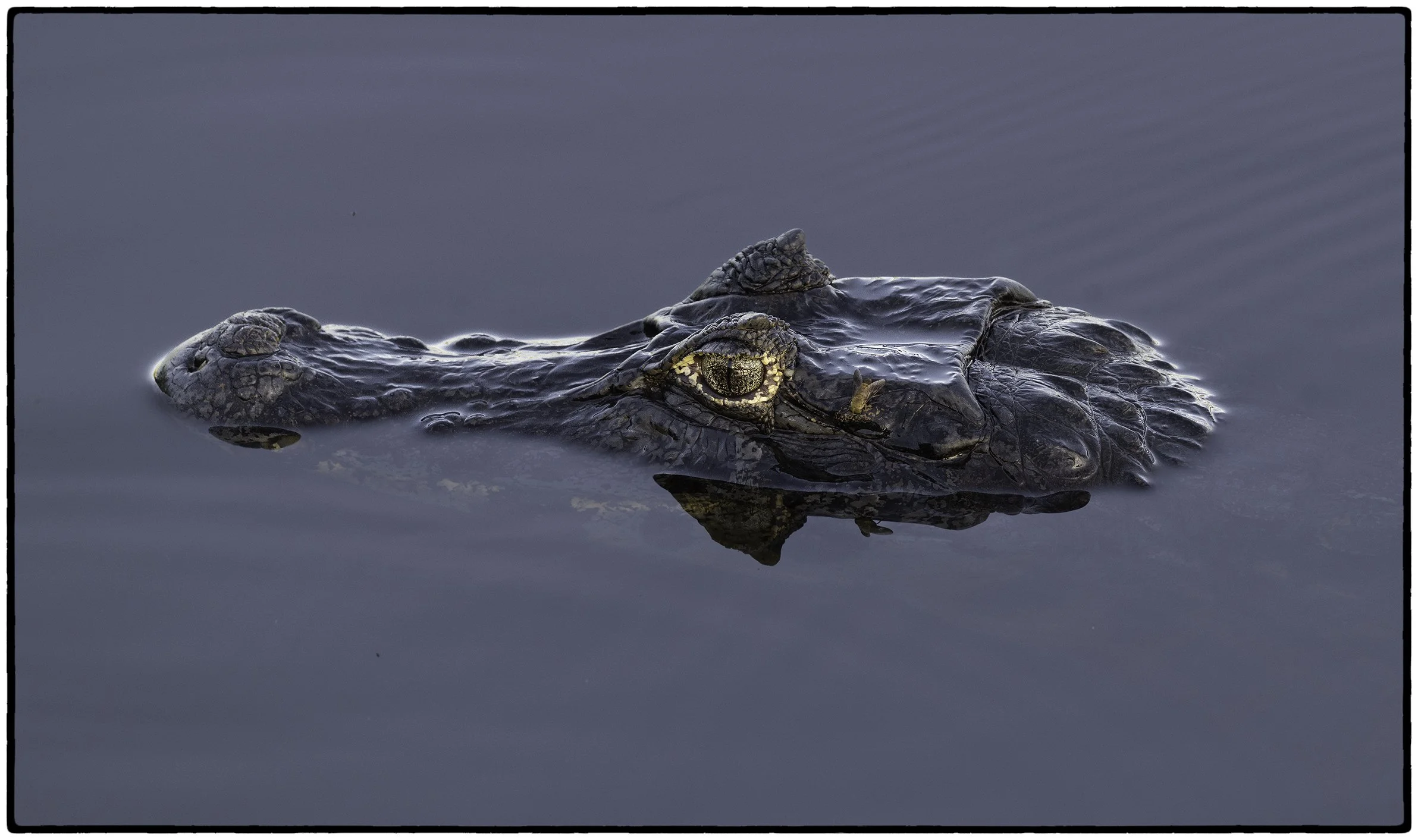 Caiman
