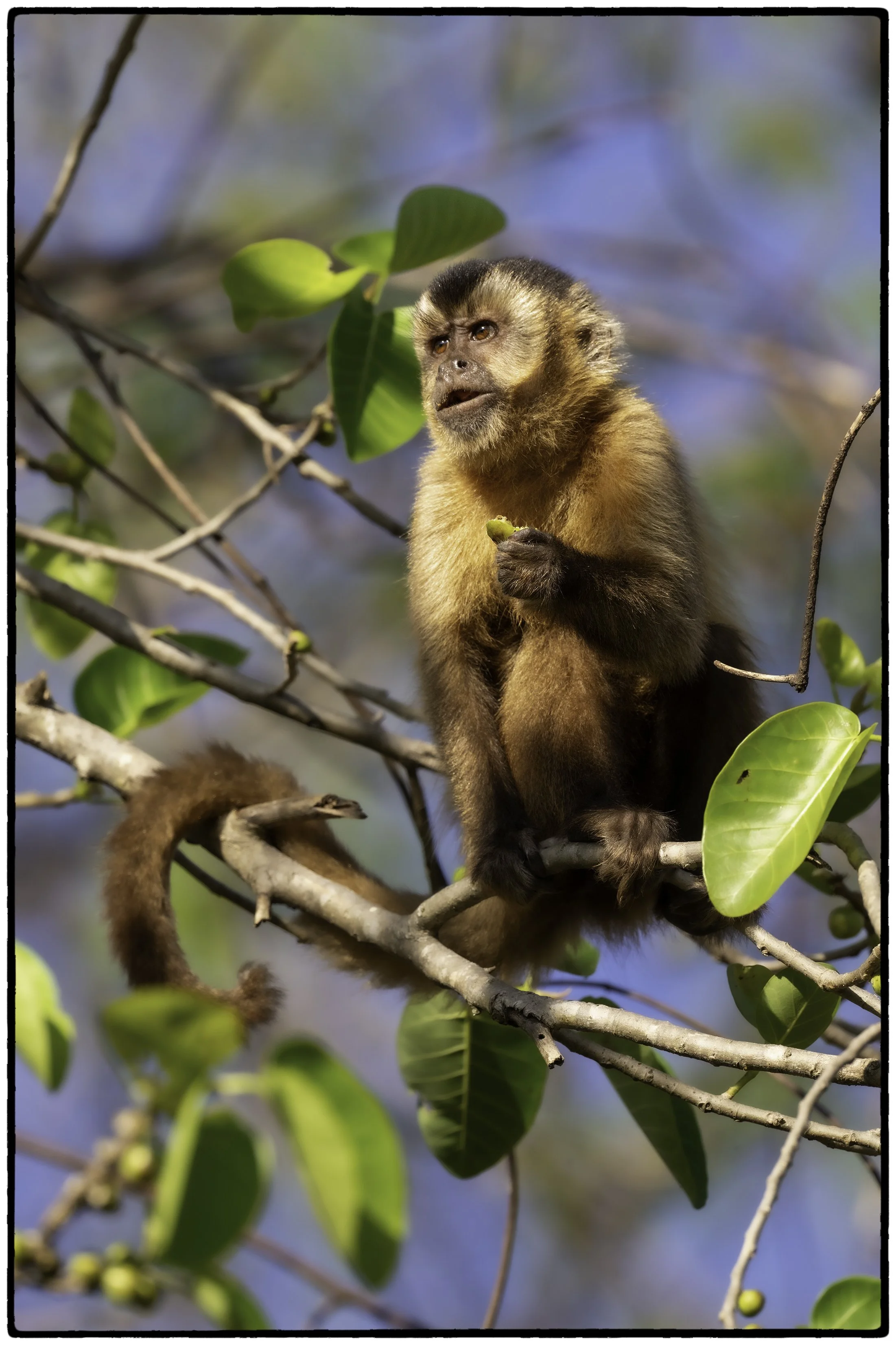 Hooded Capuchin