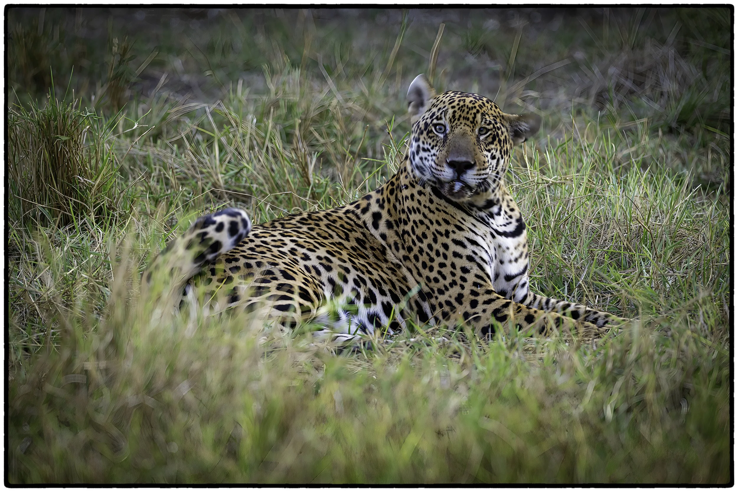 Large male jaguar