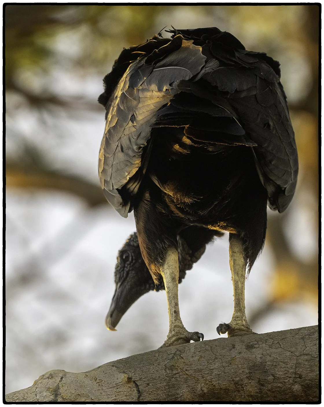 Vulture waiting for leftovers