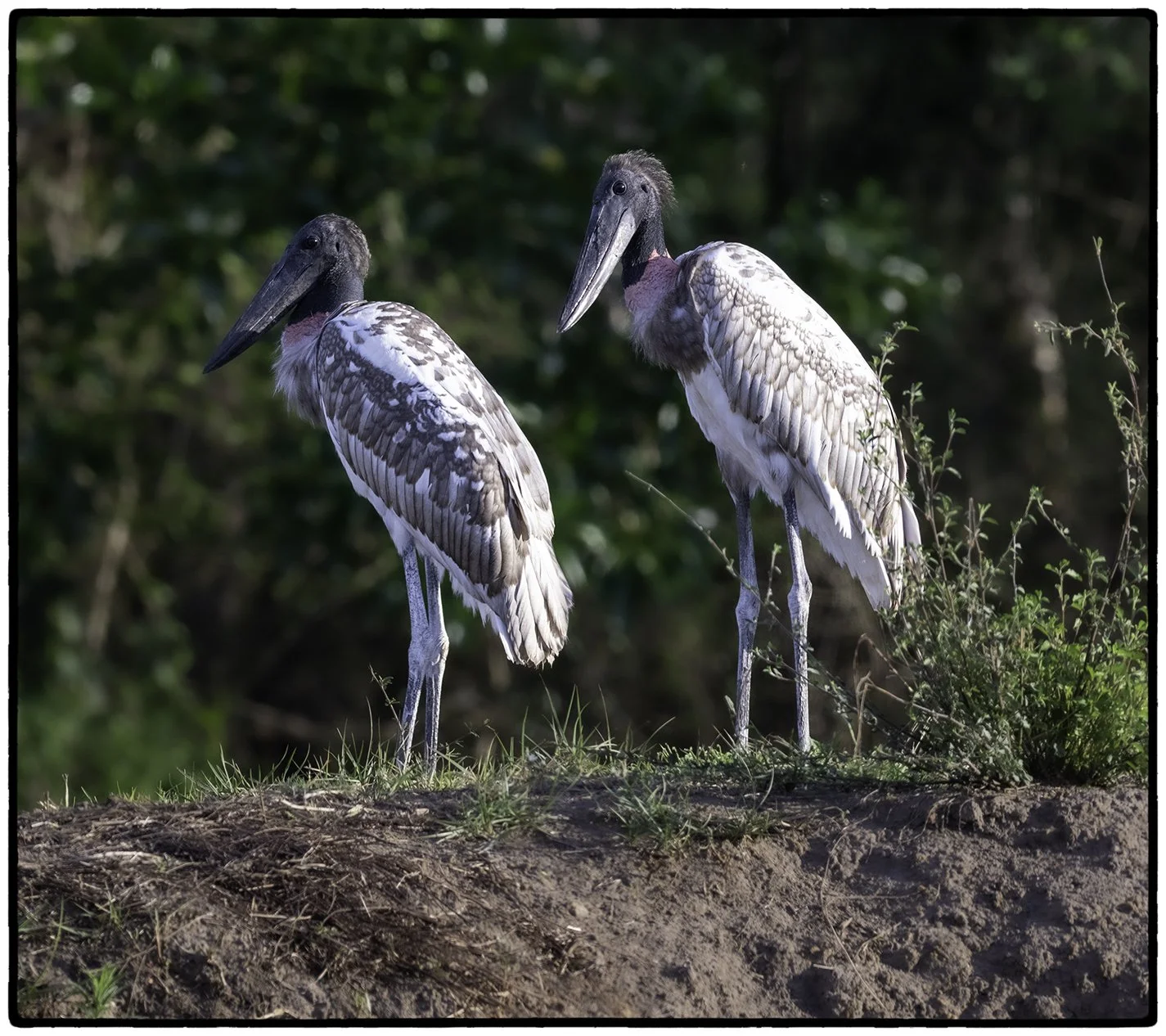 Jabiru storks